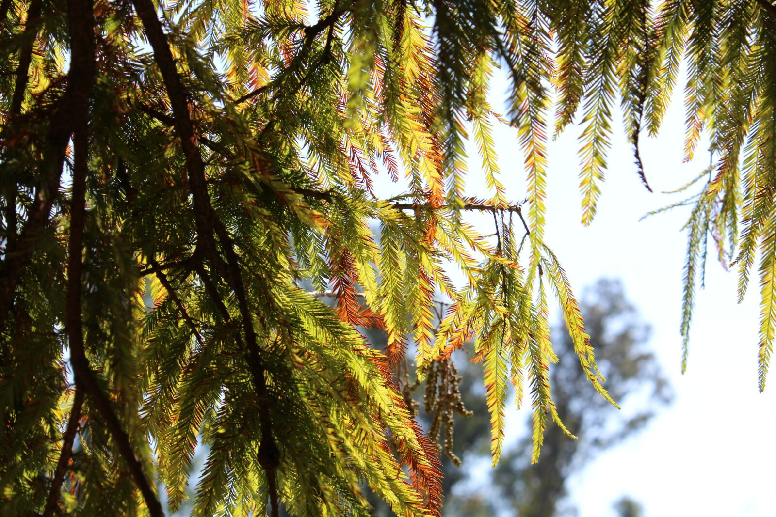 Canon EOS 1300D (EOS Rebel T6 / EOS Kiss X80) sample photo. Tree, leaves, plant photography