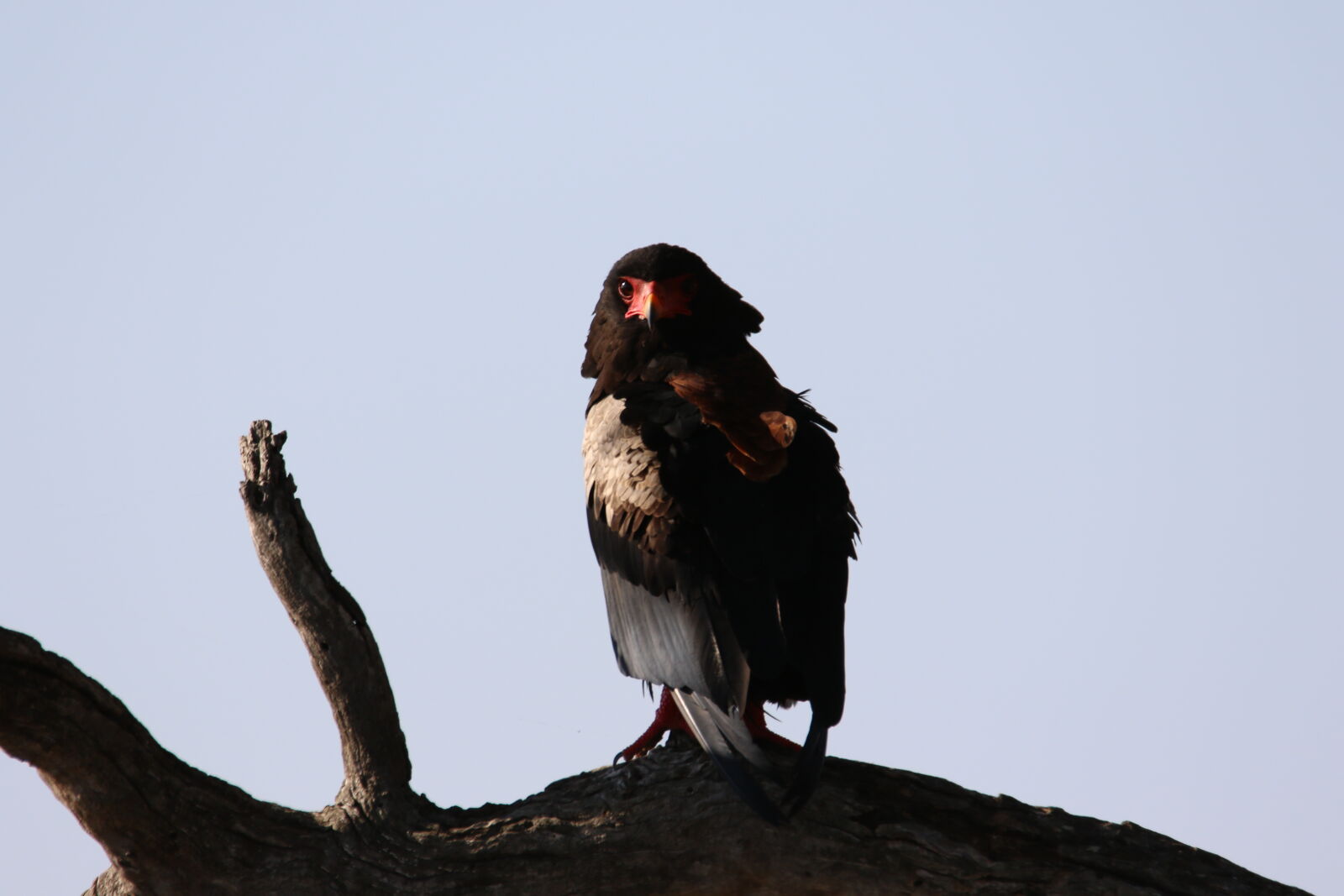 Canon EOS 7D Mark II sample photo. Bateleur, eagle, beak, bird photography