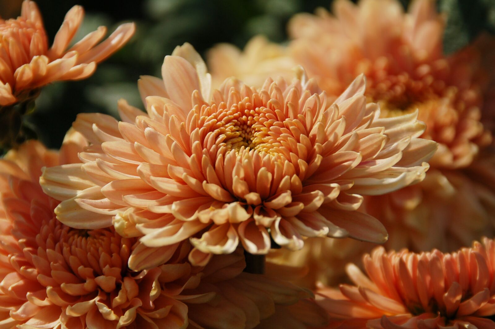 Nikon D50 sample photo. Orange, soft, bloom photography