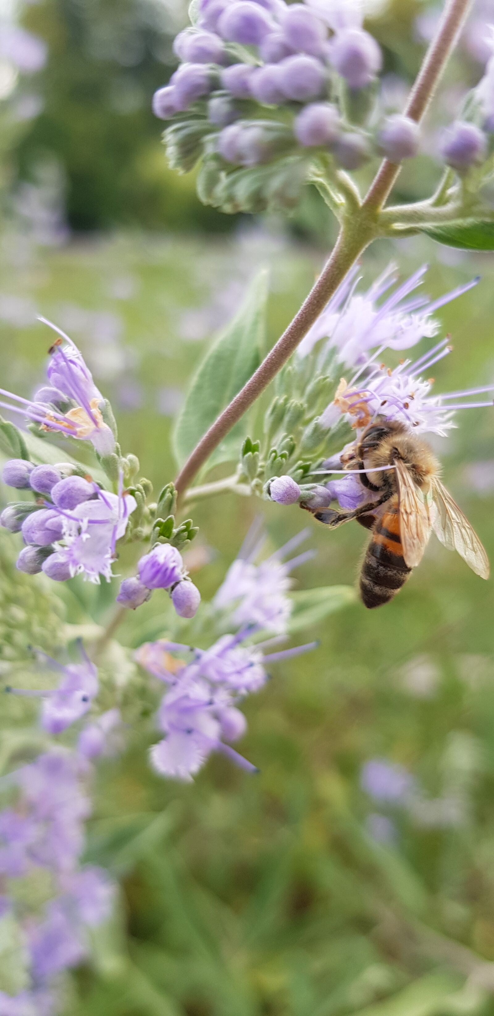 Samsung Galaxy S8+ sample photo. Pollination, bee, flowers photography