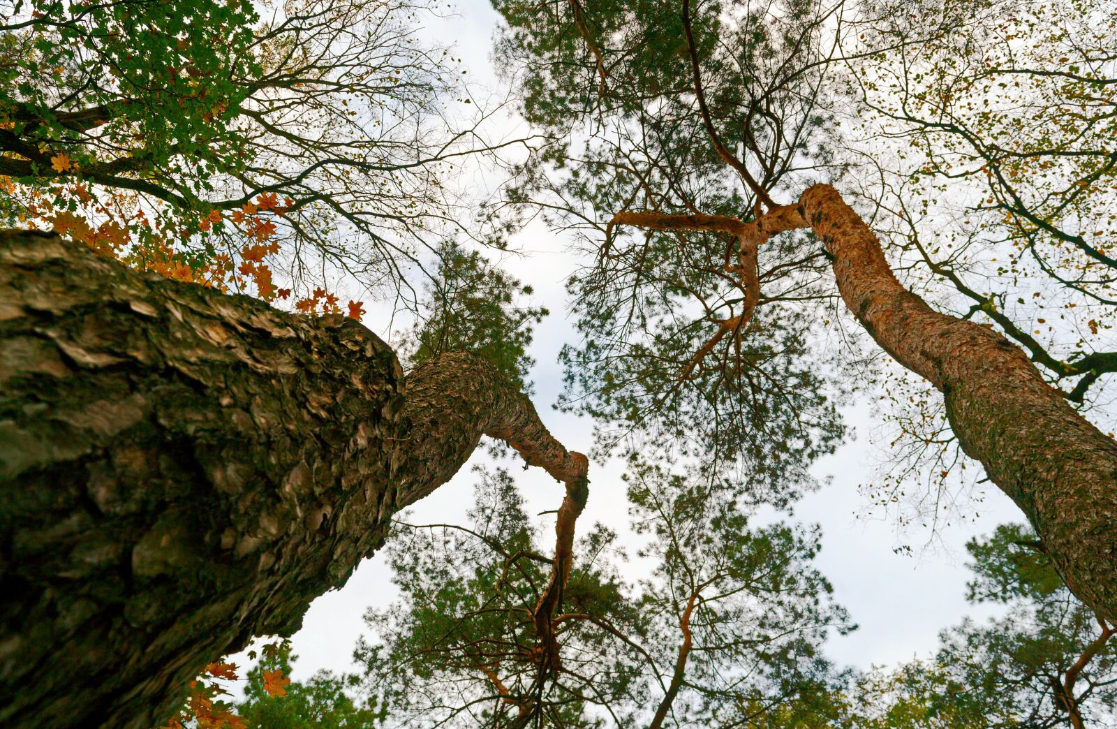 Nikon D3100 sample photo. Trees, top, forest photography