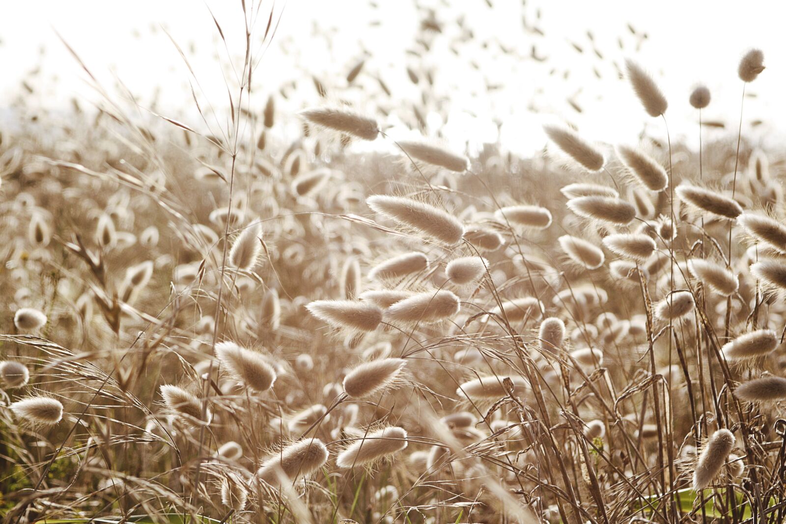 Canon EOS 450D (EOS Rebel XSi / EOS Kiss X2) sample photo. Dune-grass, hare's-tail, cotton-grass photography