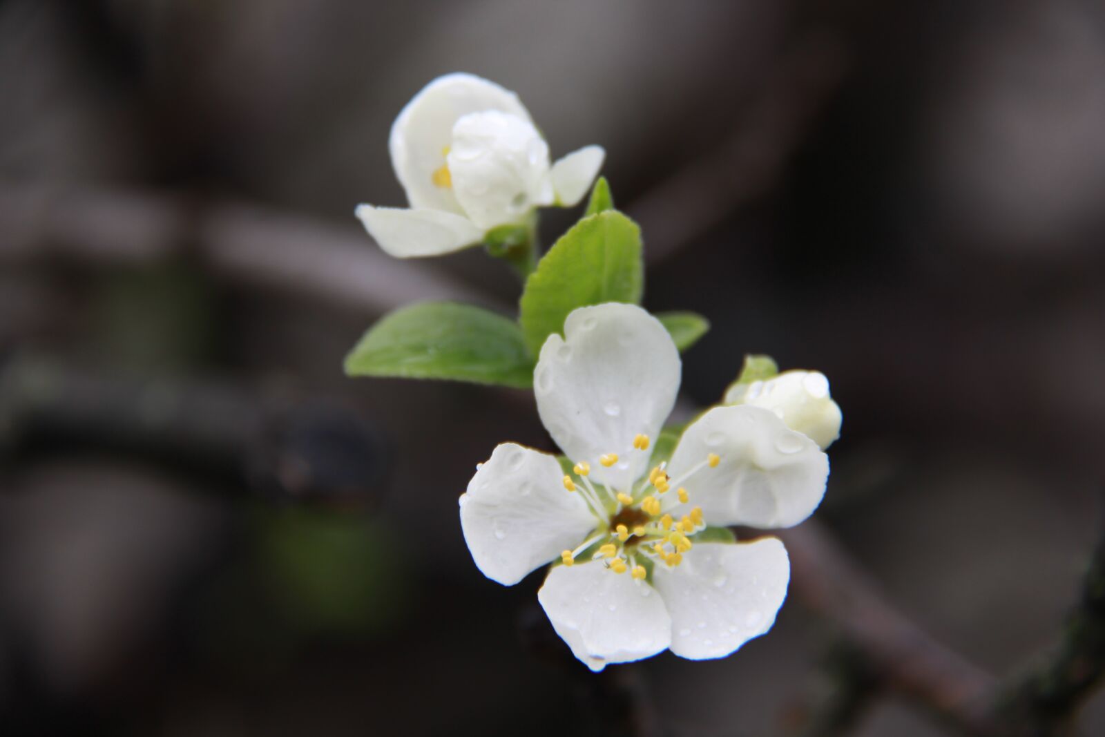Canon EF-S 18-200mm F3.5-5.6 IS sample photo. Flower, nature, plant photography