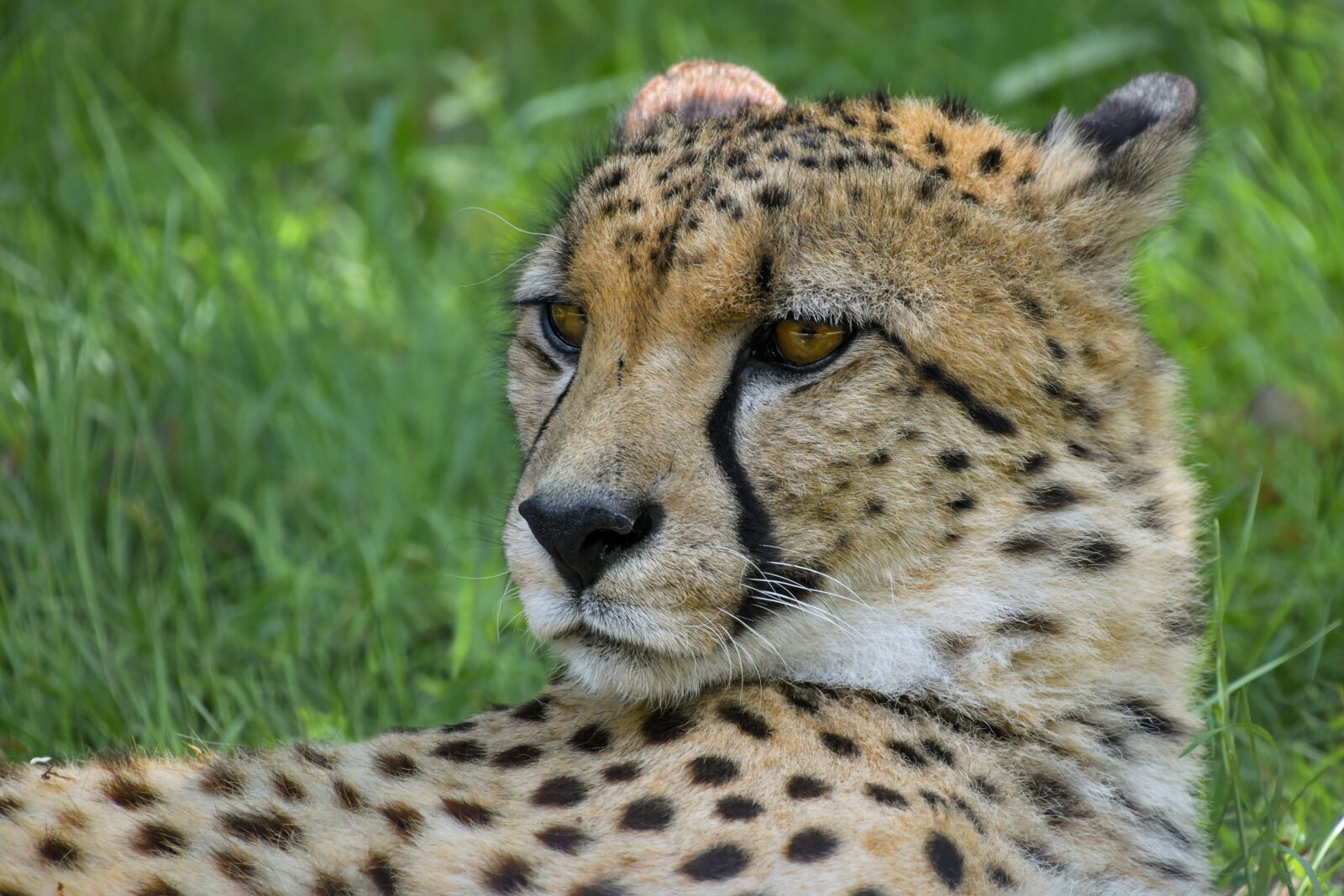 Nikon D500 sample photo. Cheetah, portrait, head photography