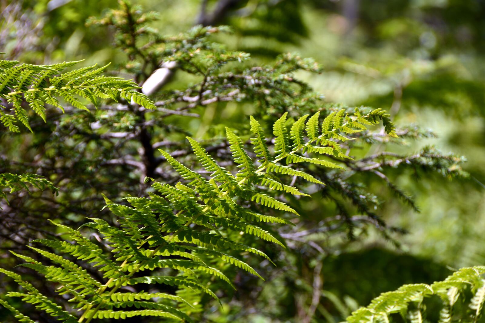 Nikon D7100 sample photo. Fern, plant, nature photography