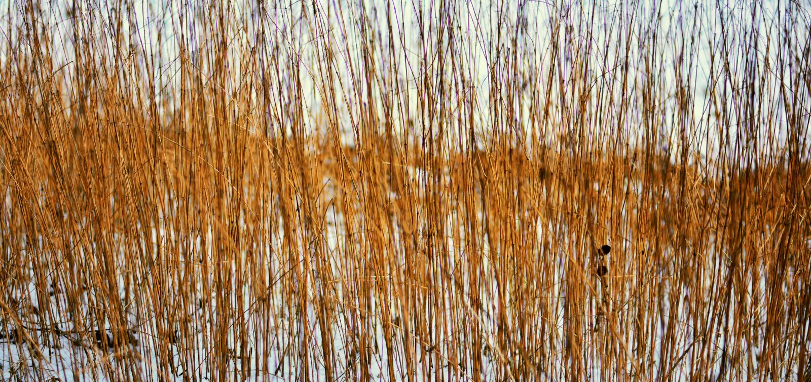 Nikon D5200 sample photo. Grasses, halme, blades of photography