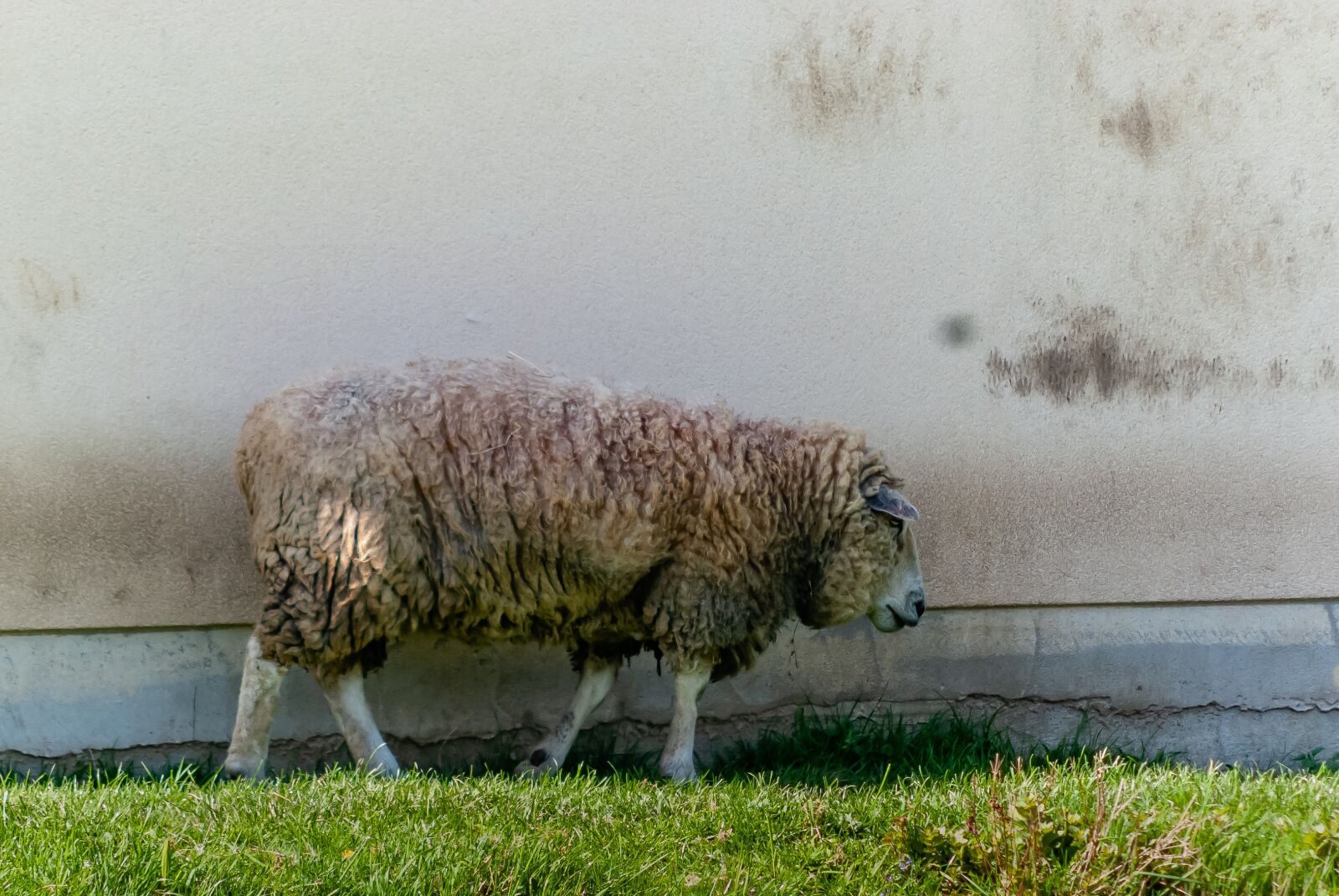 Nikon D80 sample photo. Lawn, nature, field photography