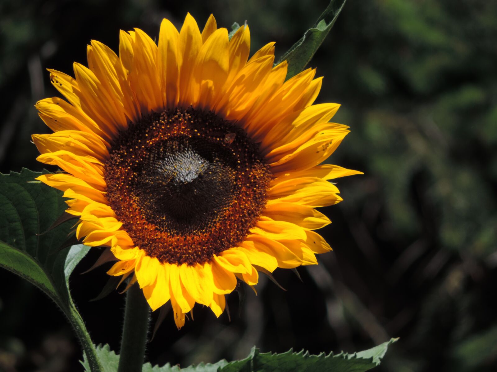 Nikon Coolpix P520 sample photo. Sunflower, yellow, flower photography