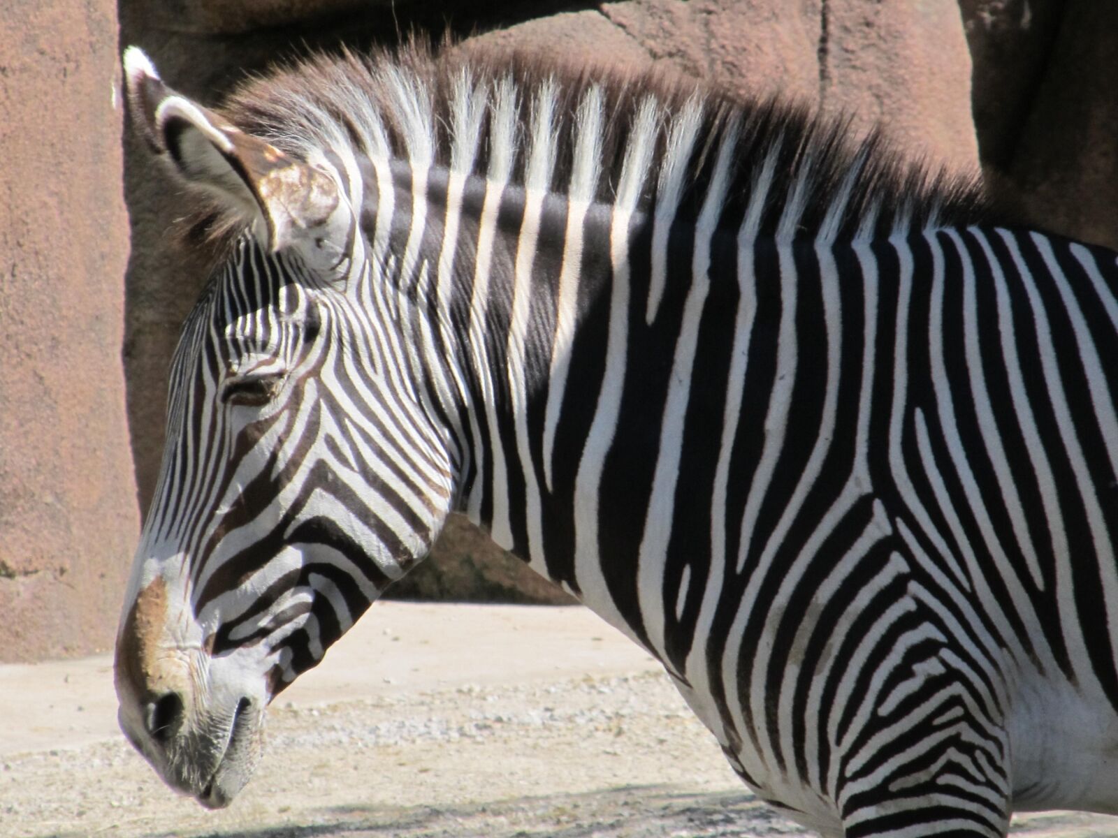 Canon PowerShot SX130 IS sample photo. Zebra, animal, stripes photography