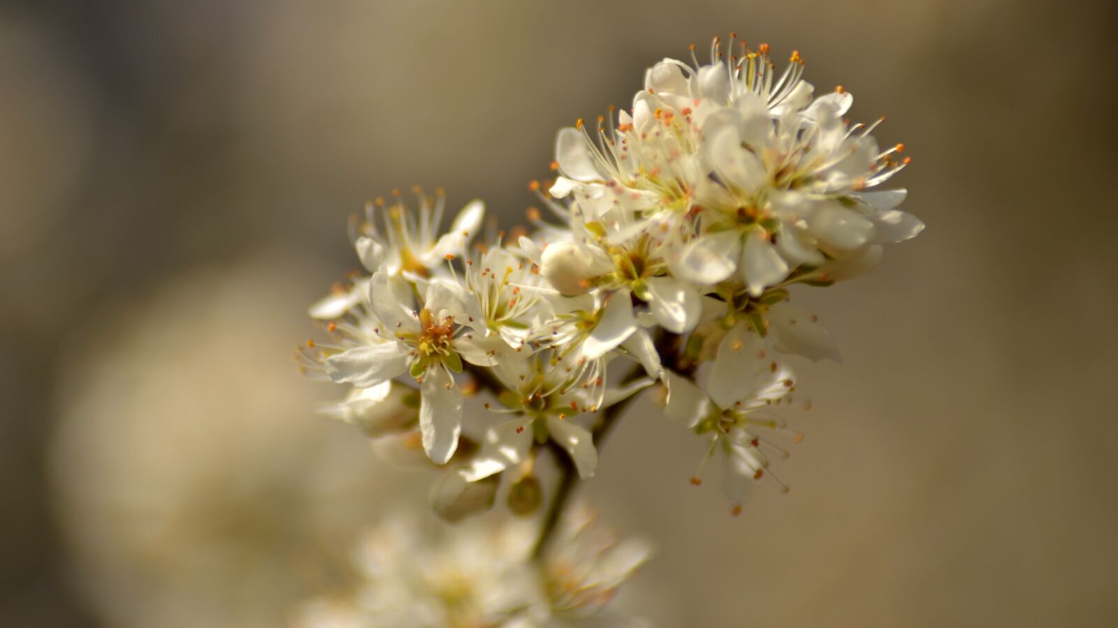 Nikon D7000 sample photo. Close up, spring, petals photography