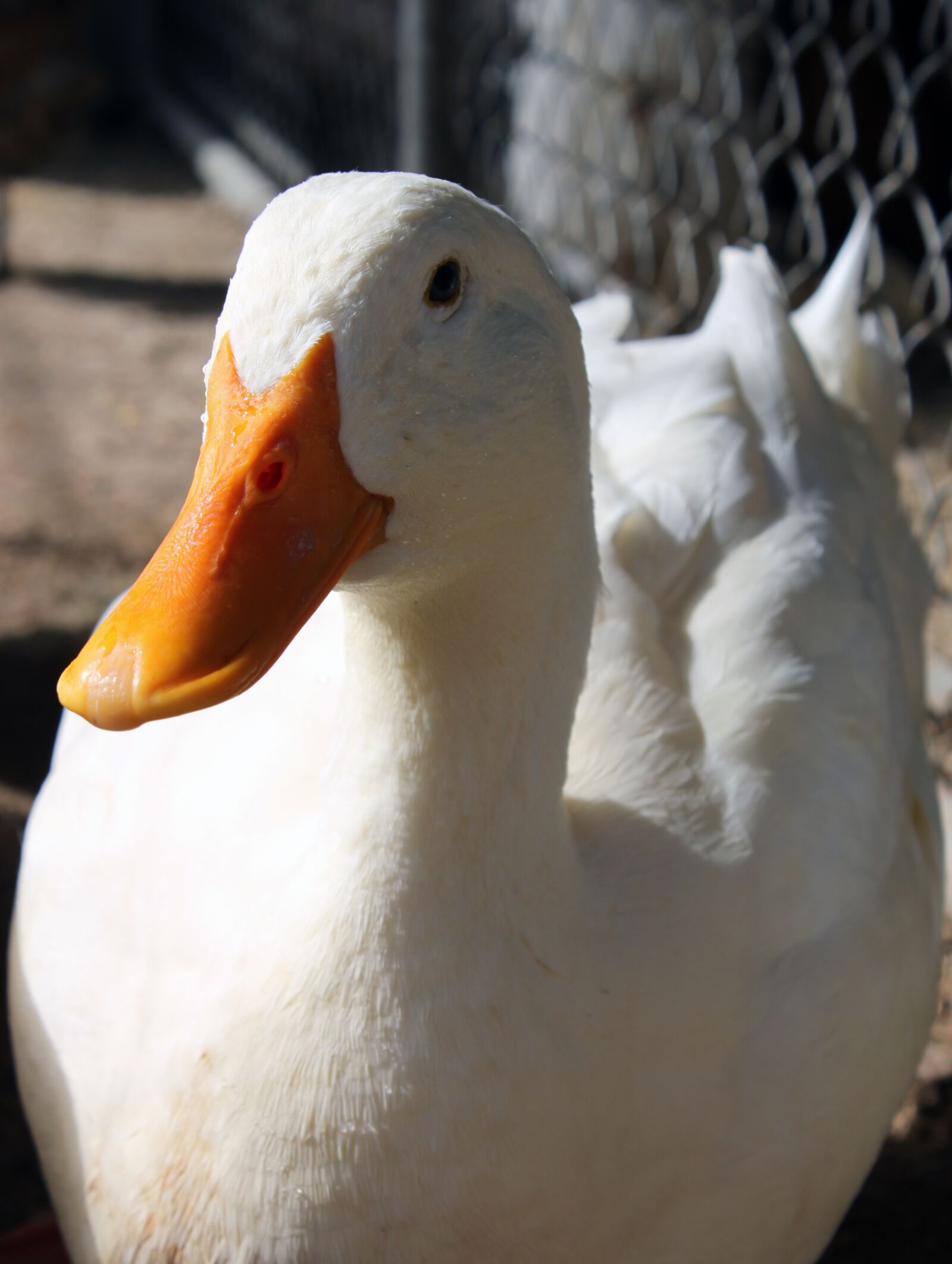 Canon EOS 500D (EOS Rebel T1i / EOS Kiss X3) sample photo. Duck, pekin, white photography