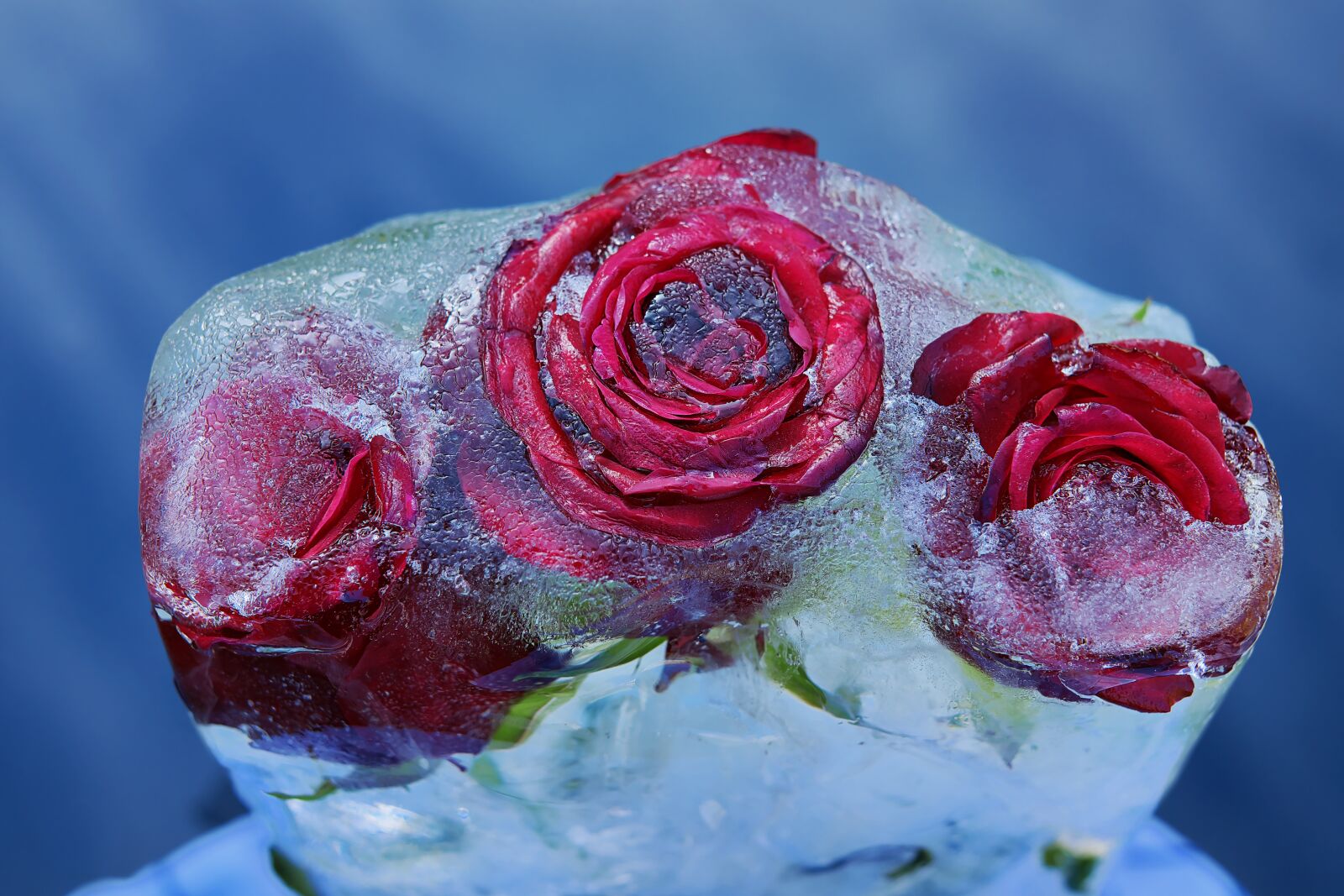 Fujifilm X-T10 + Fujifilm XF 35mm F1.4 R sample photo. Red roses, flower, rose photography