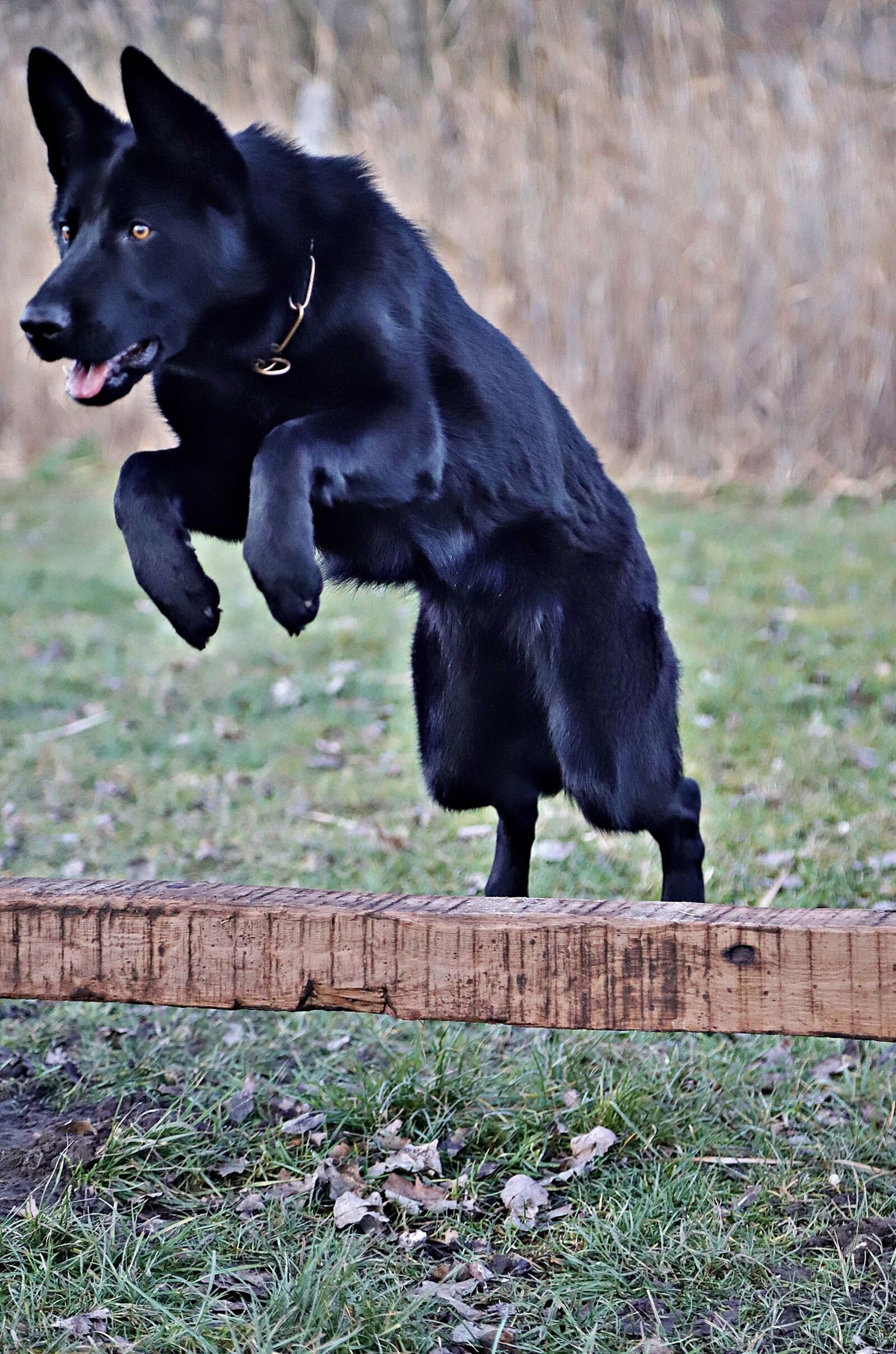 Canon EOS 6D Mark II sample photo. Black german shepherd, beauty photography