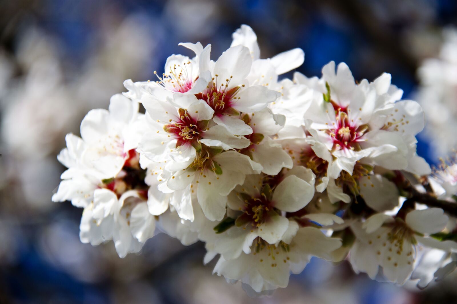 Canon EOS 500D (EOS Rebel T1i / EOS Kiss X3) sample photo. Flower, season, nature photography