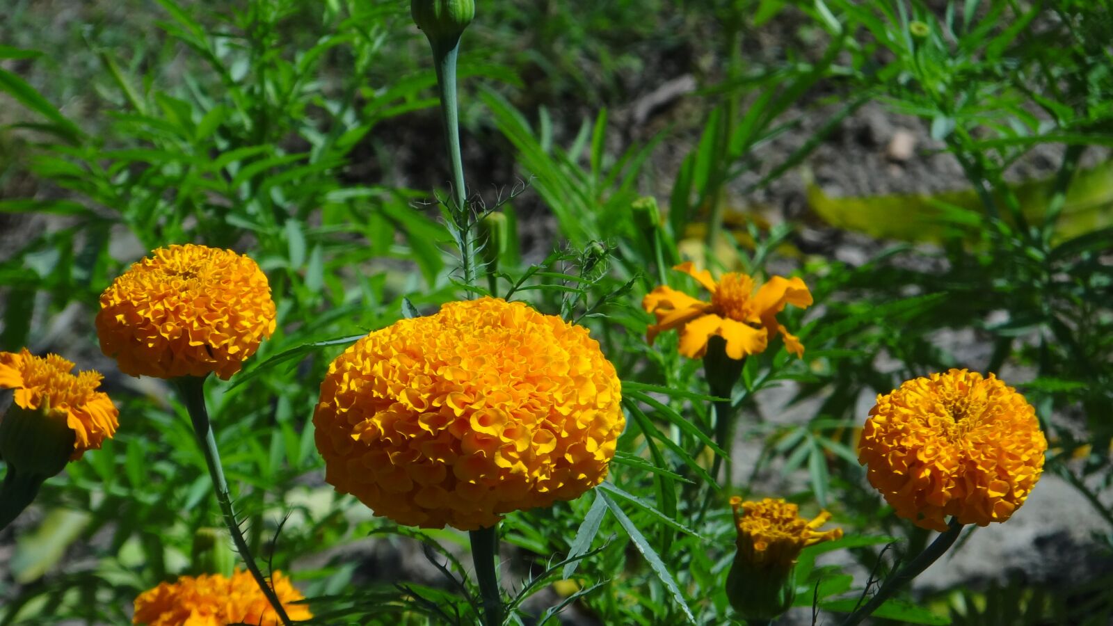 Sony Cyber-shot DSC-HX100V sample photo. Marigold, flower, yellow photography