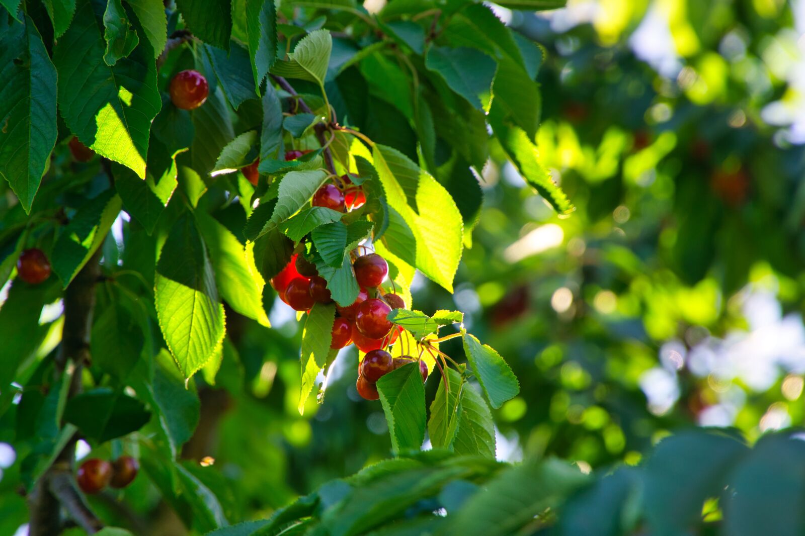 Sony a6000 + Sony E PZ 18-105mm F4 G OSS sample photo. Cherries, fruit tree, nature photography