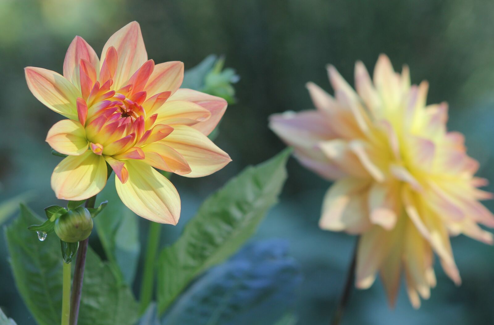 Canon EOS 1100D (EOS Rebel T3 / EOS Kiss X50) sample photo. Dahlia, flower, garden photography