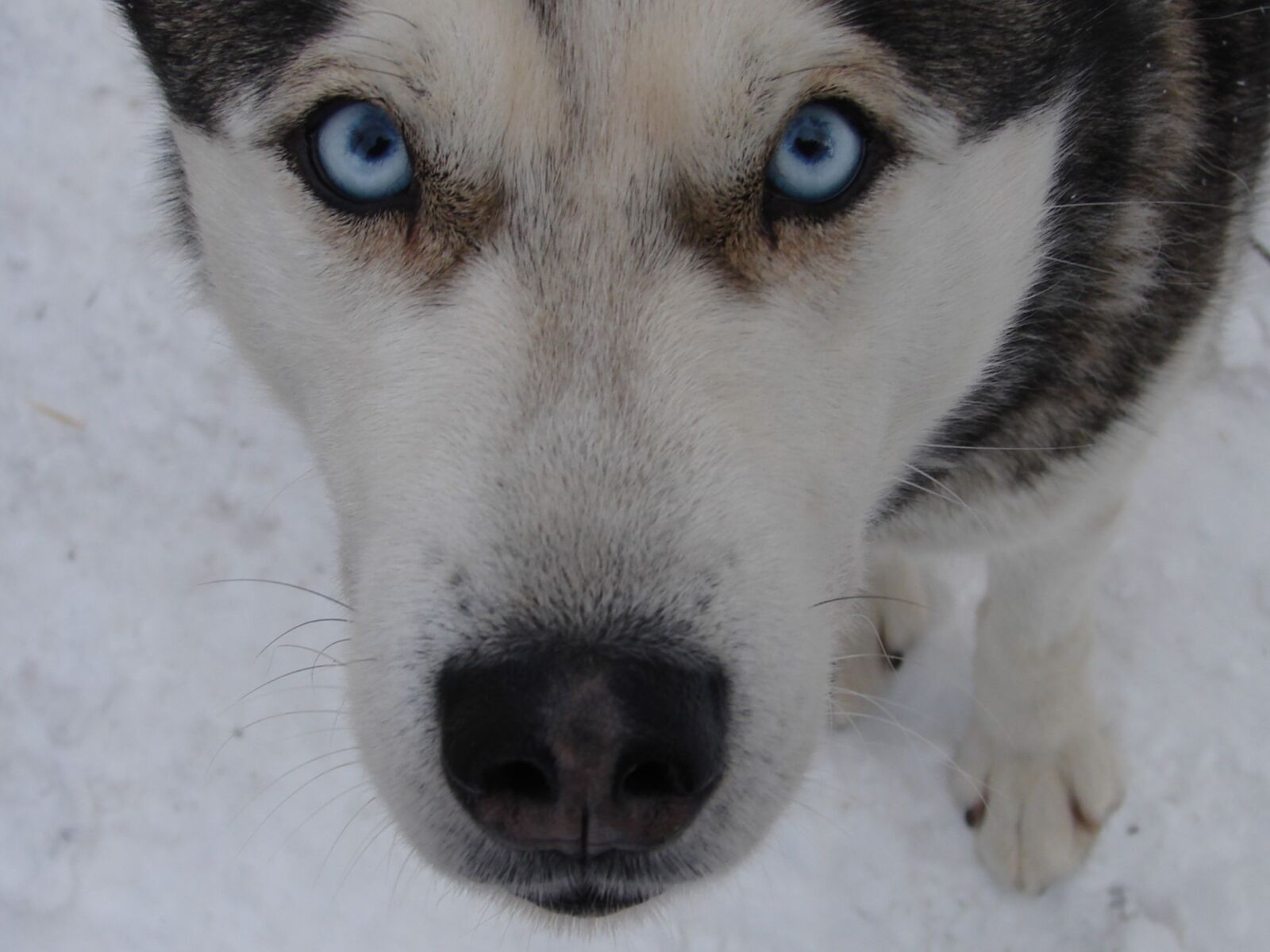 Sony DSC-H2 sample photo. Dog, animal, blue eyes photography