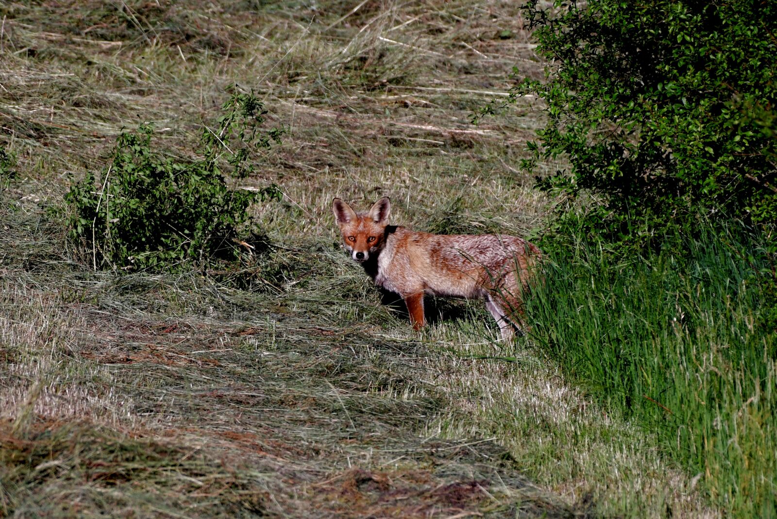 Nikon D500 sample photo. Fox, predator, mammal photography