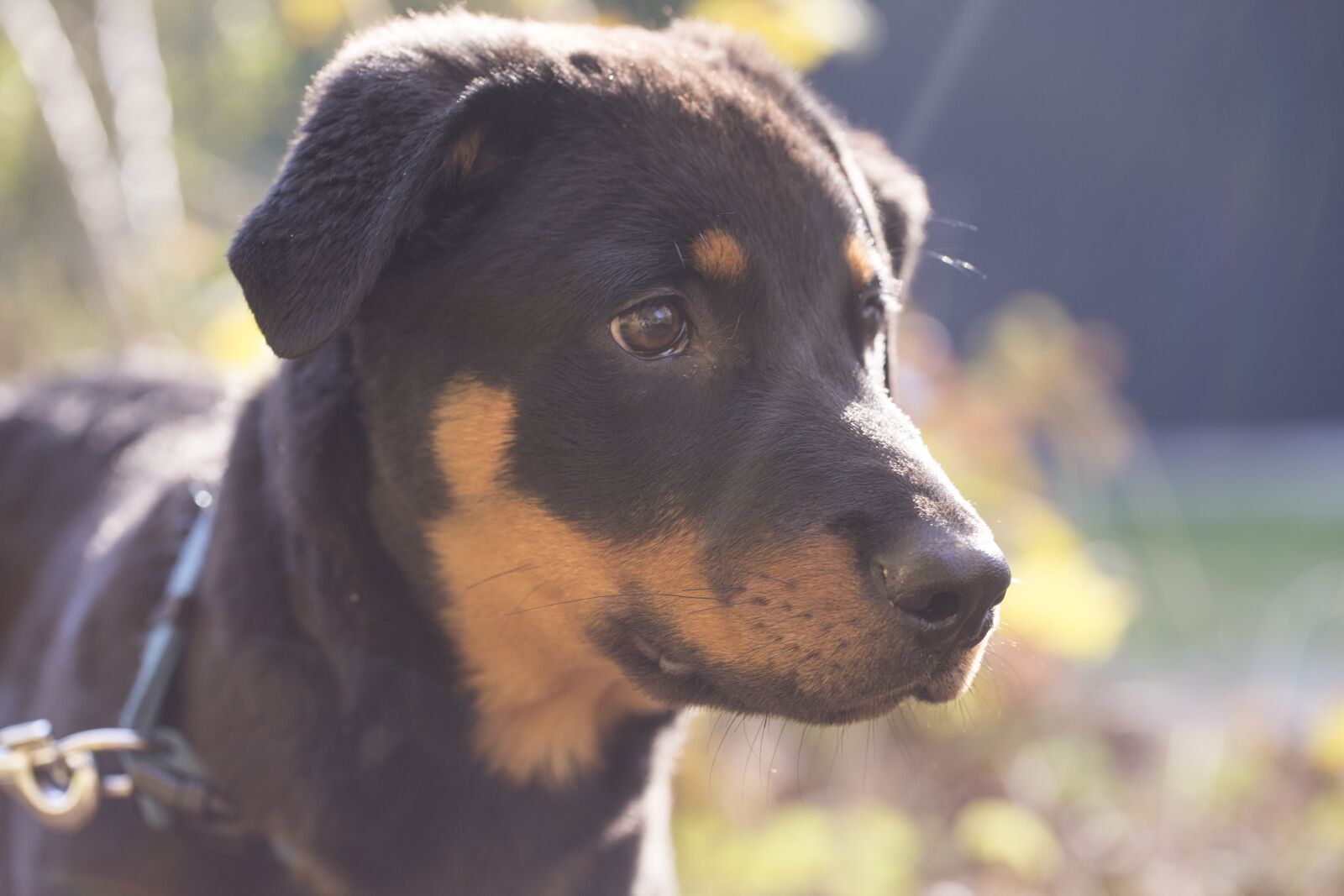 Canon EF 100mm F2.8L Macro IS USM sample photo. Rottweiler, dog, pet photography