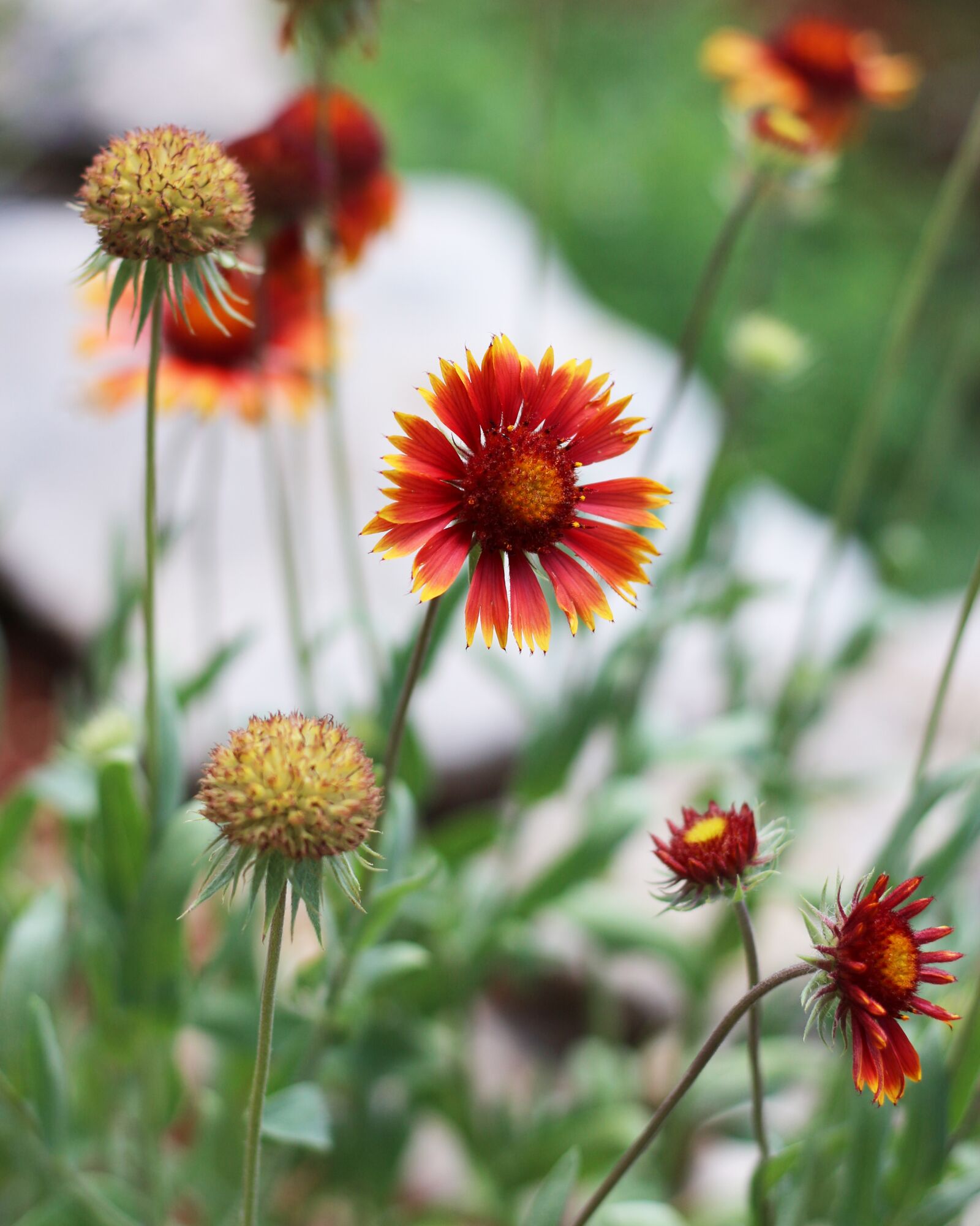 Canon EOS 700D (EOS Rebel T5i / EOS Kiss X7i) sample photo. Blanket flower, firewheel, gaillardia photography