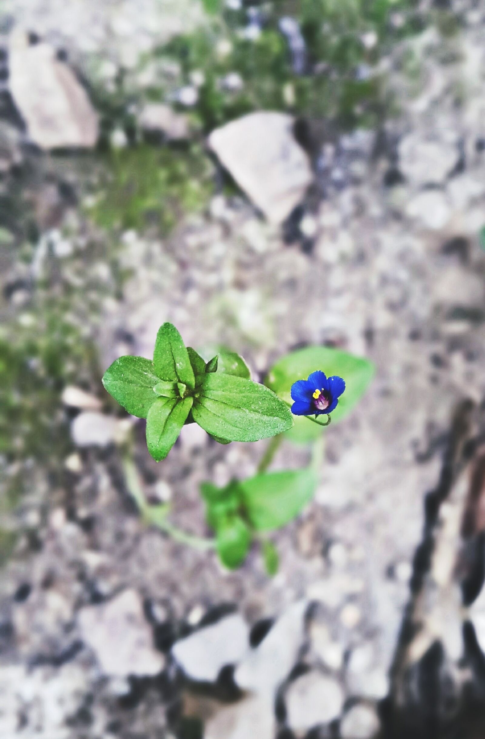 Samsung Galaxy S5 sample photo. Nature, flower, flora photography