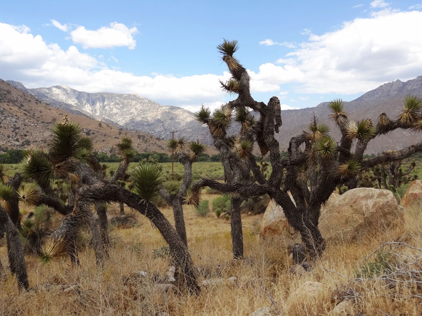 Sony Cyber-shot DSC-HX9V sample photo. Joshua tree, flora, usa photography