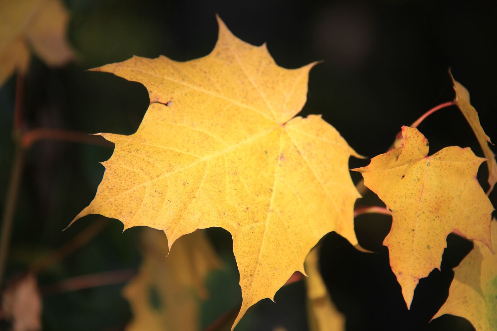 Canon EOS 60D sample photo. Leaf, yellow, leaves photography