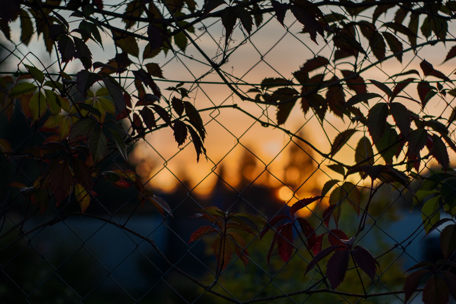 Sony DT 50mm F1.8 SAM sample photo. Hedge, fence, grapes photography