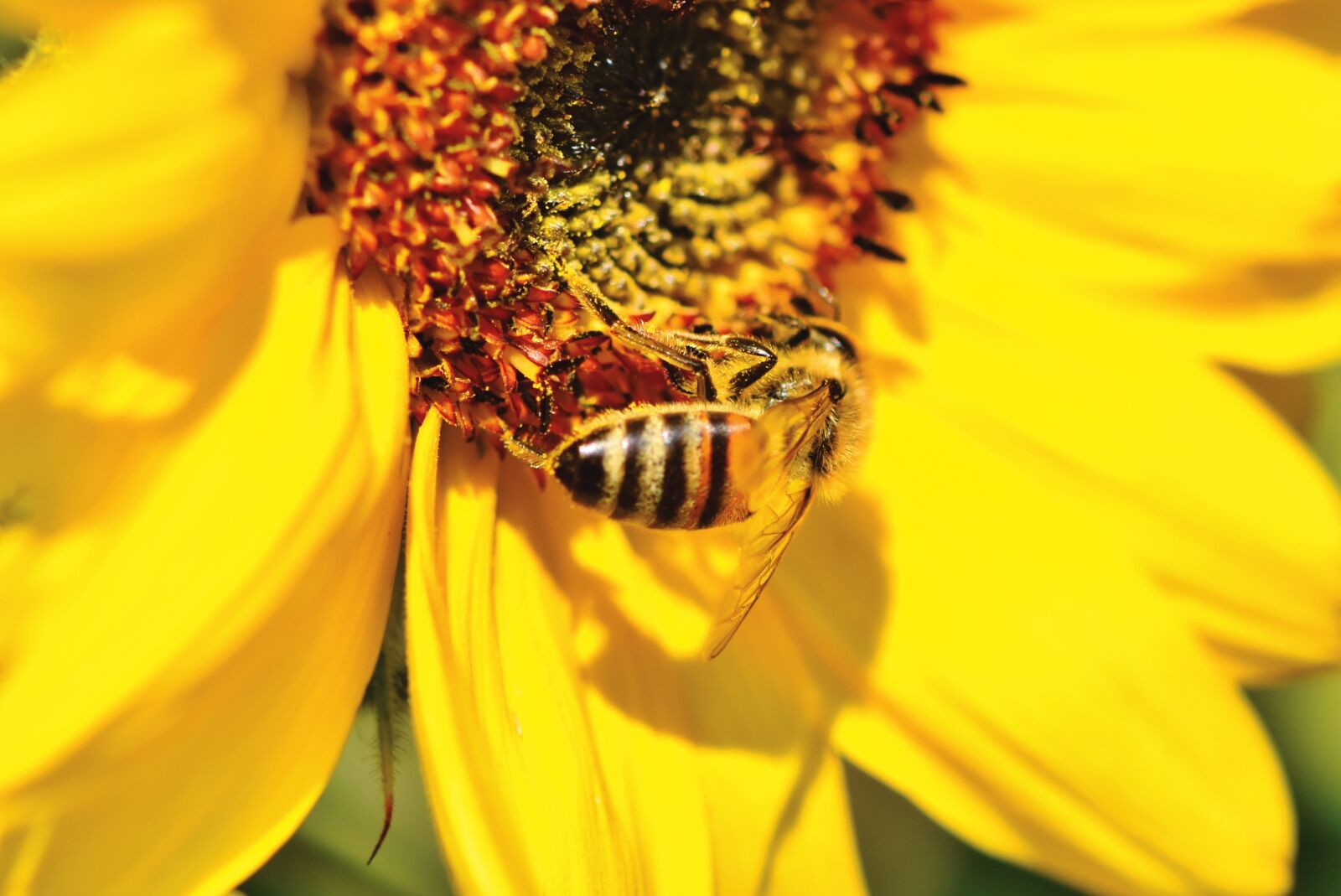 Nikon D7200 sample photo. Sunflower, bee, insect photography