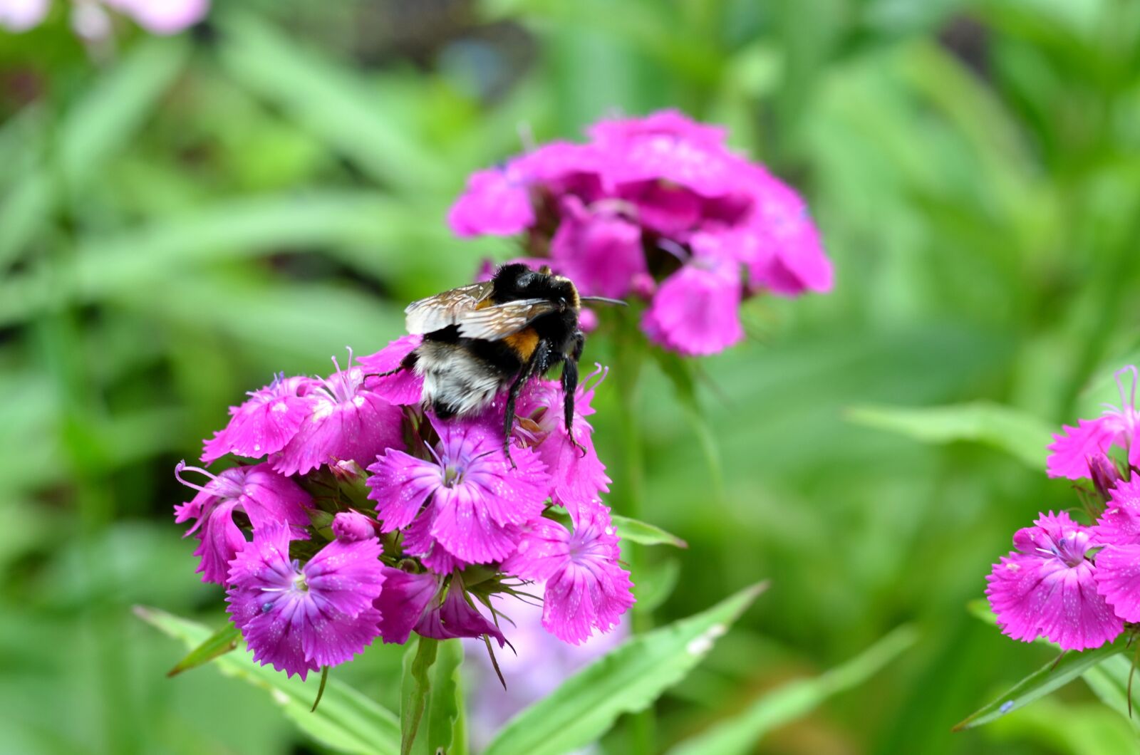 Nikon D5100 sample photo. Flowers, summer, bee photography