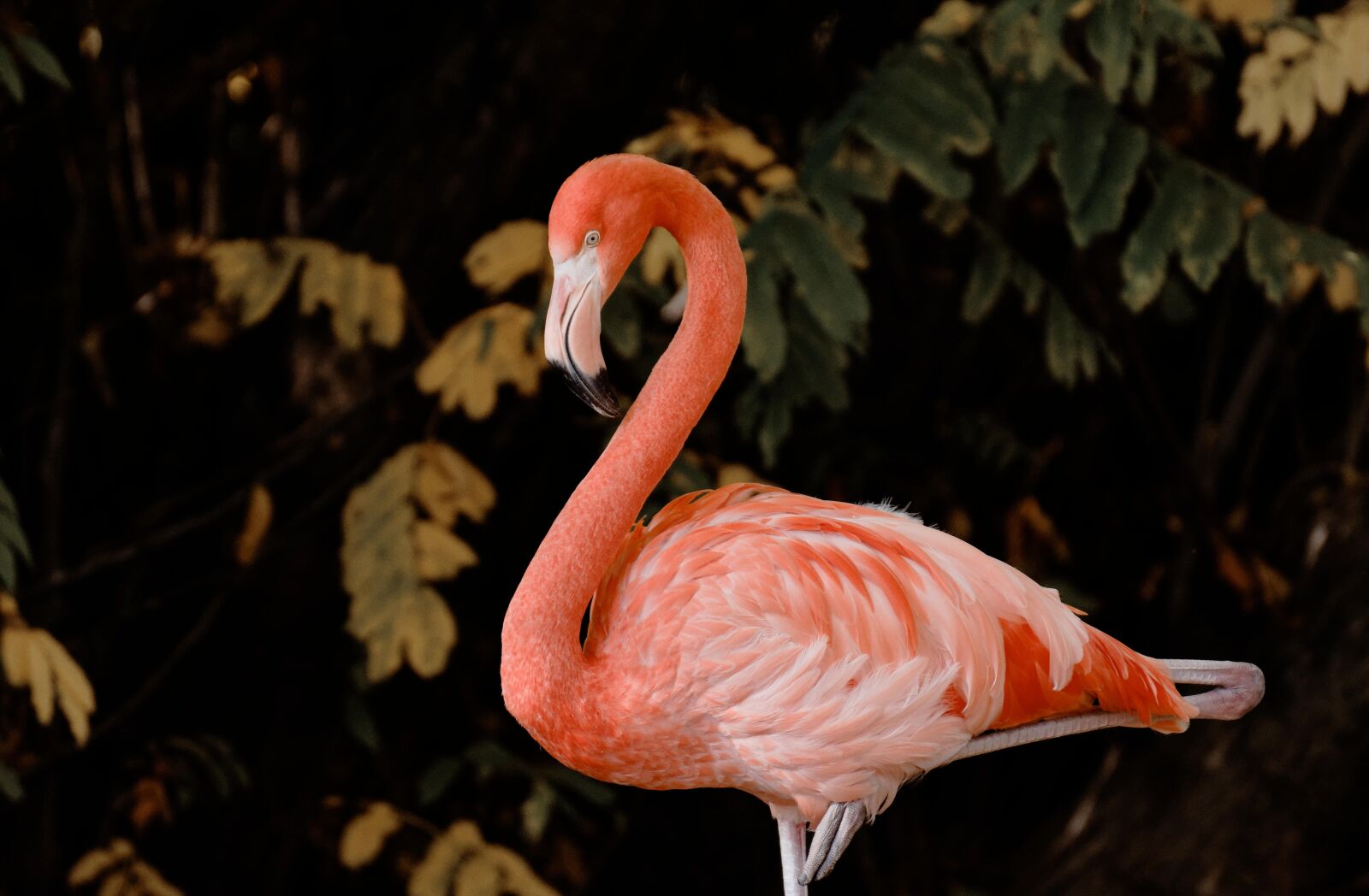 Nikon D7200 sample photo. Flamingo, bird, colorful photography