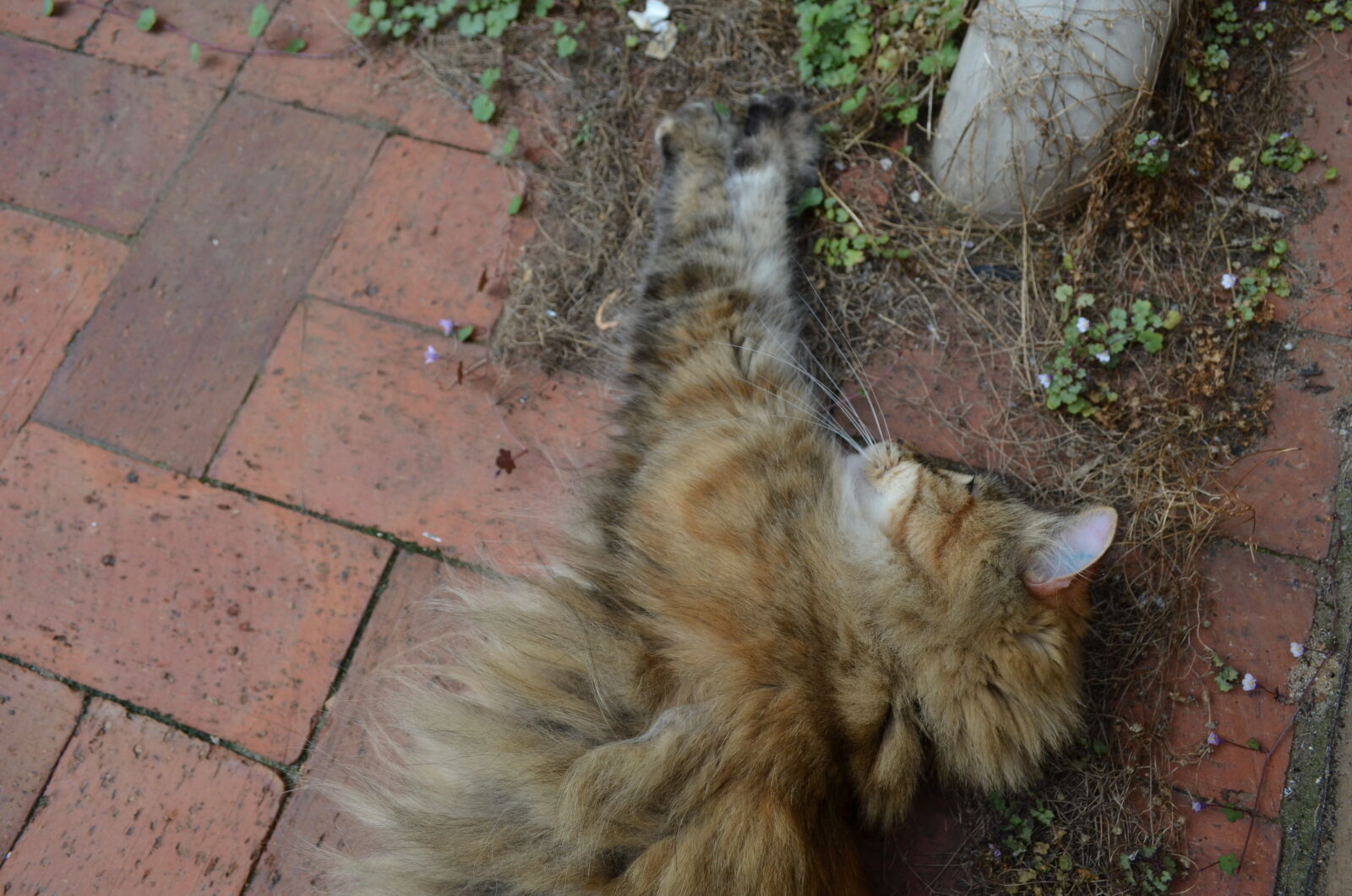 Nikon D5100 sample photo