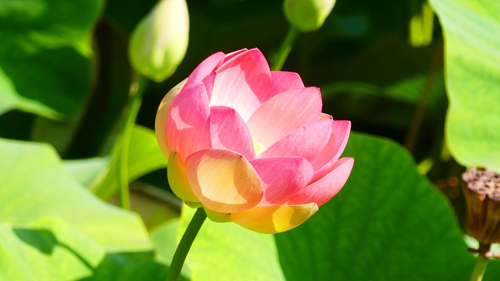 Panasonic Lumix DMC-FZ300 sample photo. Lotus, plant, aquatic plants photography