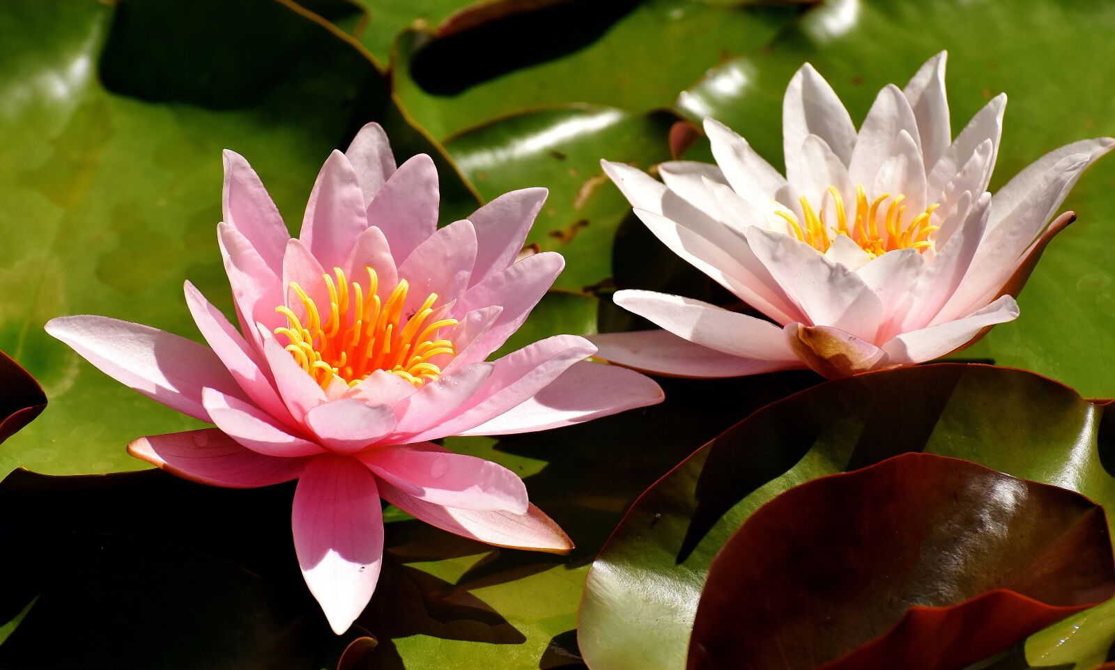 Nikon D7200 sample photo. Water lilies, pink, white photography