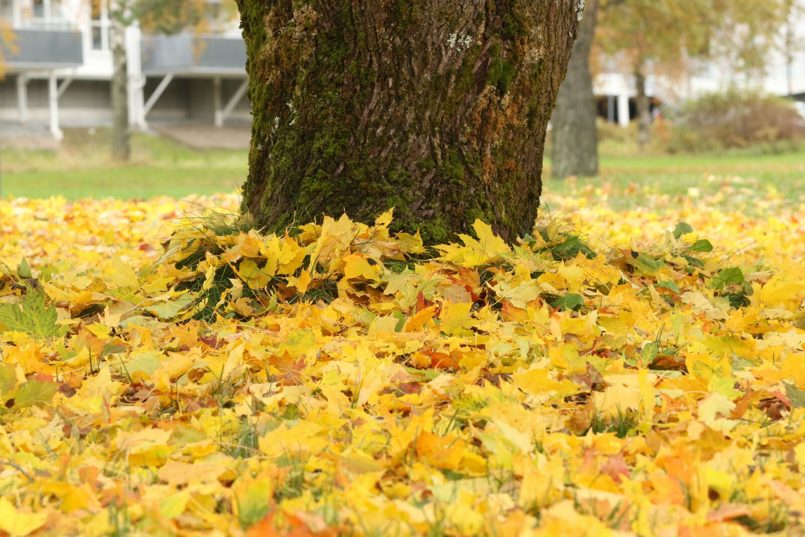 Canon EOS 7D Mark II sample photo. Leaves, tree, autumn photography