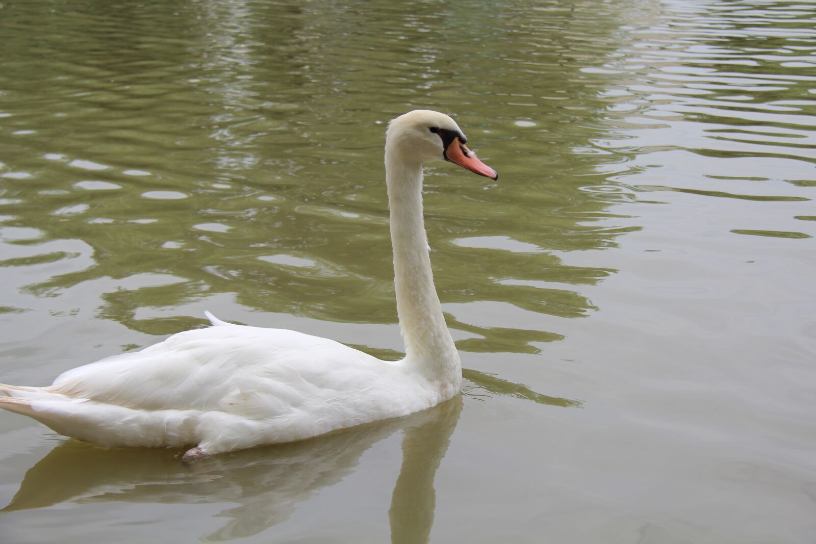 Canon EOS 600D (Rebel EOS T3i / EOS Kiss X5) + Canon EF-S 18-200mm F3.5-5.6 IS sample photo. Swan, zoo, summer photography