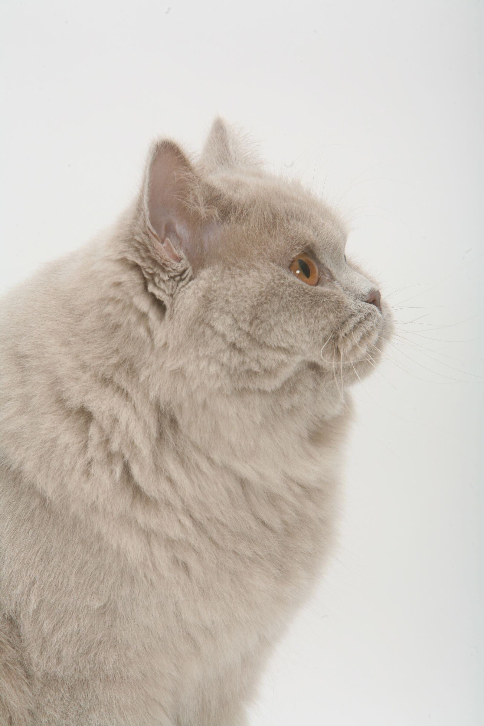 Canon EOS 5D sample photo. United kingdom shorthair, upper photography