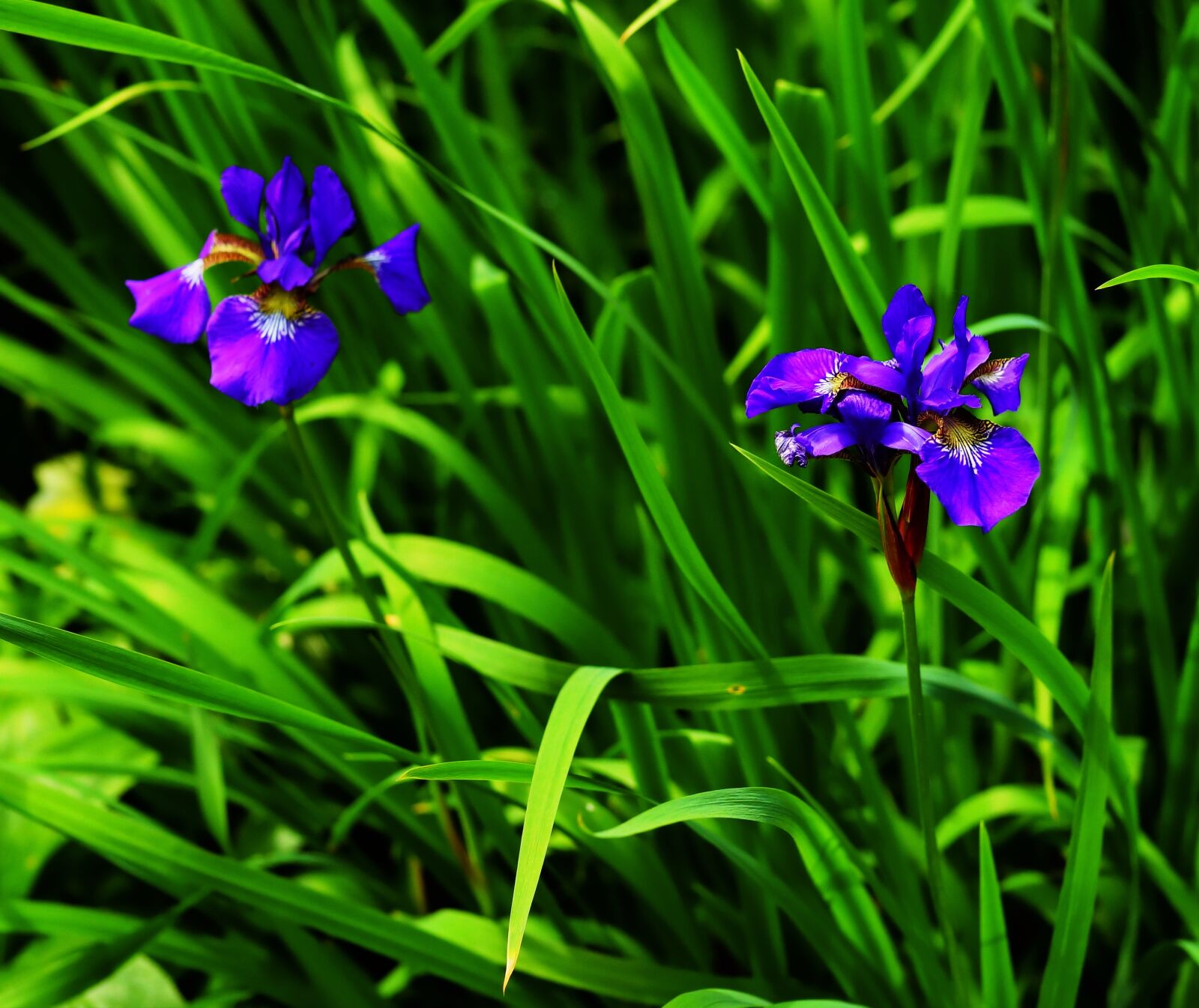 Sony a99 II sample photo. Iris, blue, garden photography