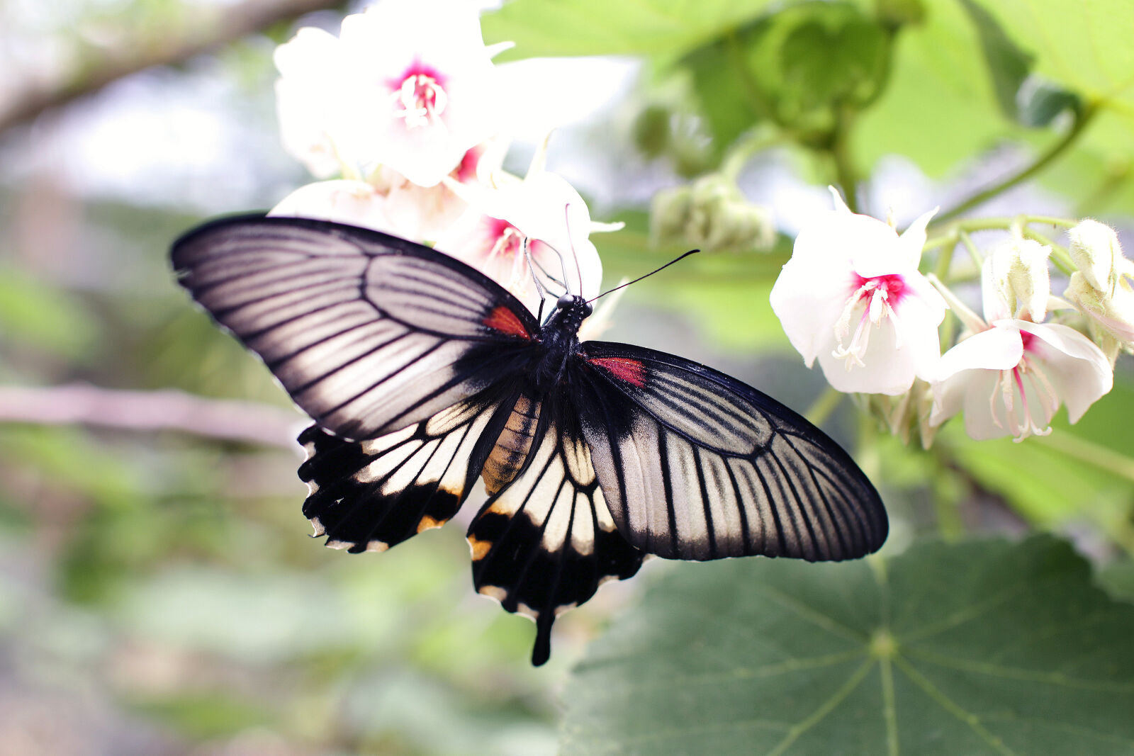 Canon EOS 70D + Sigma 30mm F1.4 EX DC HSM sample photo. Gray, and, black, butterfly photography