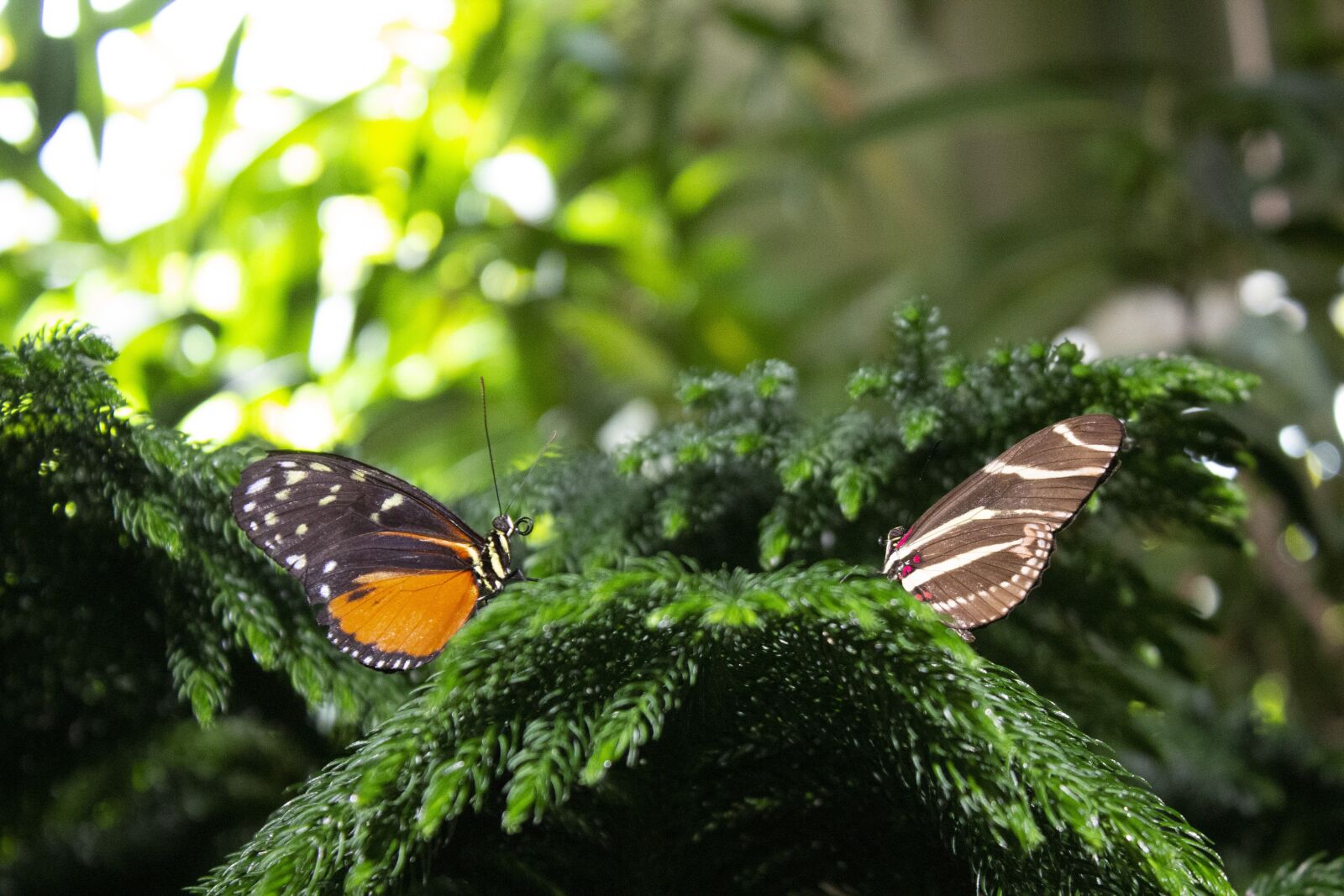 Canon EOS 600D (Rebel EOS T3i / EOS Kiss X5) sample photo. Butterflies, zoo, butterfly photography