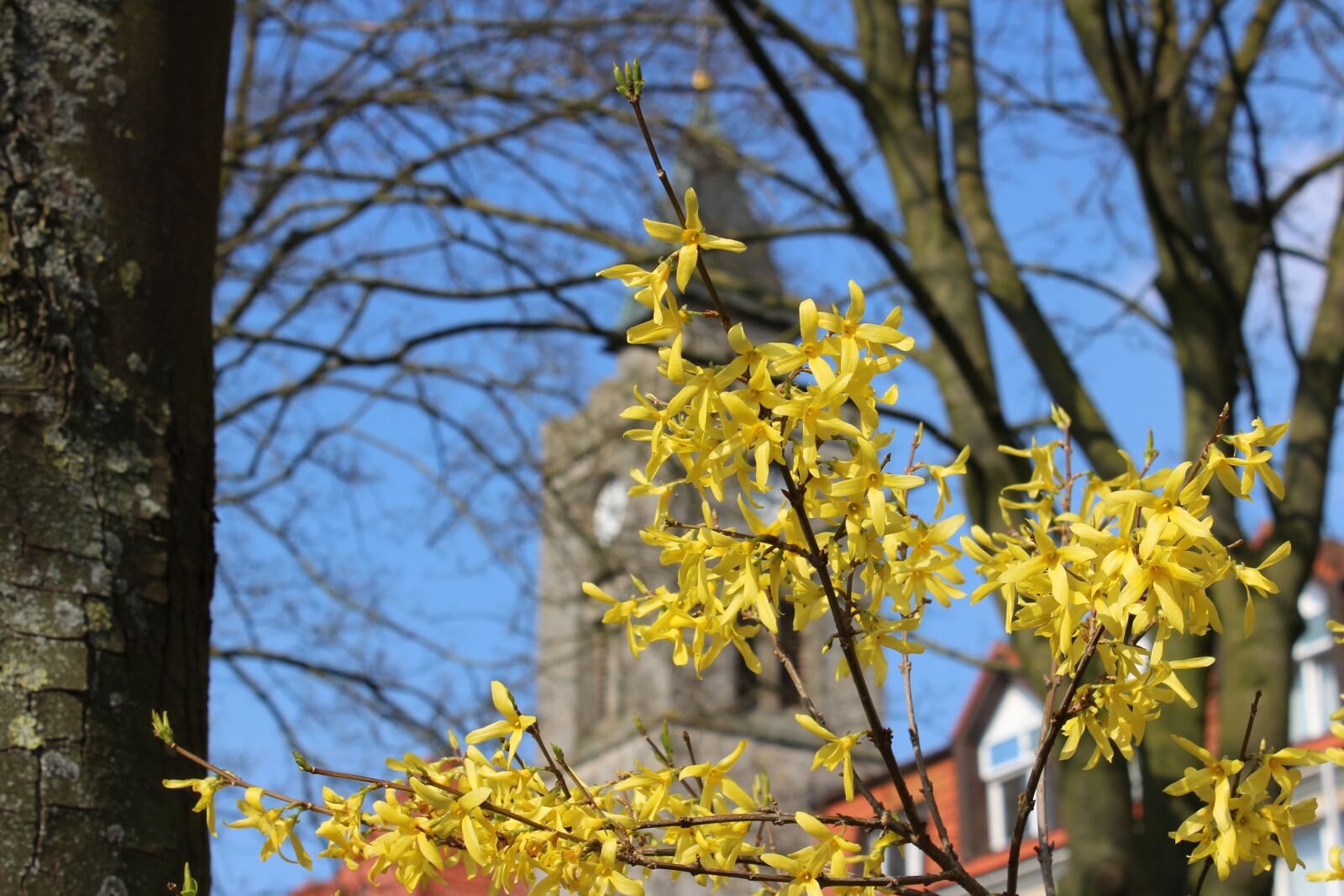 Canon EOS 600D (Rebel EOS T3i / EOS Kiss X5) sample photo. Spring, forsythia, tree photography