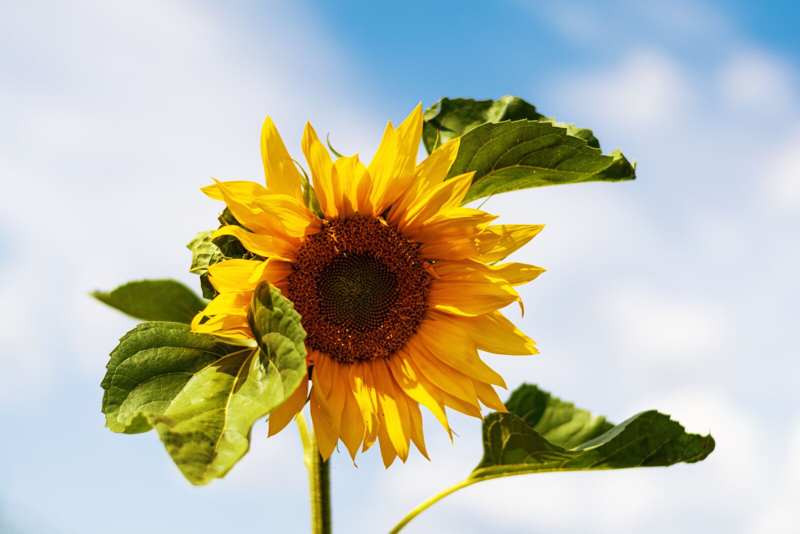 Nikon D5600 sample photo. Sunflower, sky, summer photography