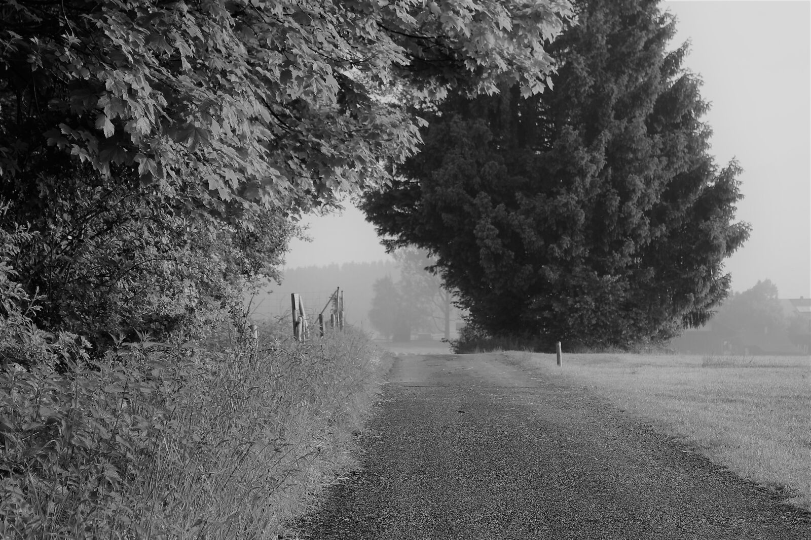 Canon EOS 1300D (EOS Rebel T6 / EOS Kiss X80) sample photo. Black and white, germany photography