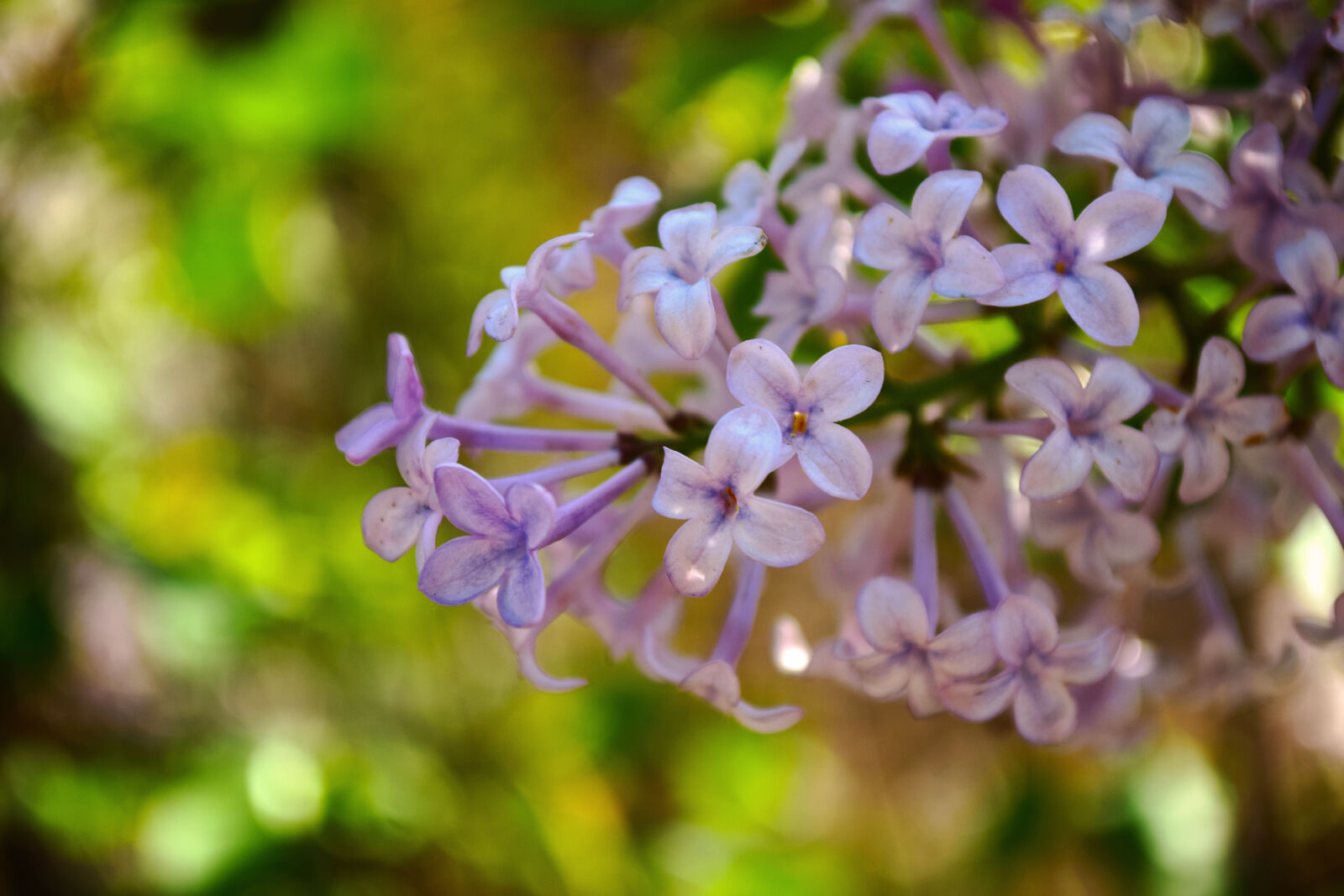 Nikon D5300 sample photo
