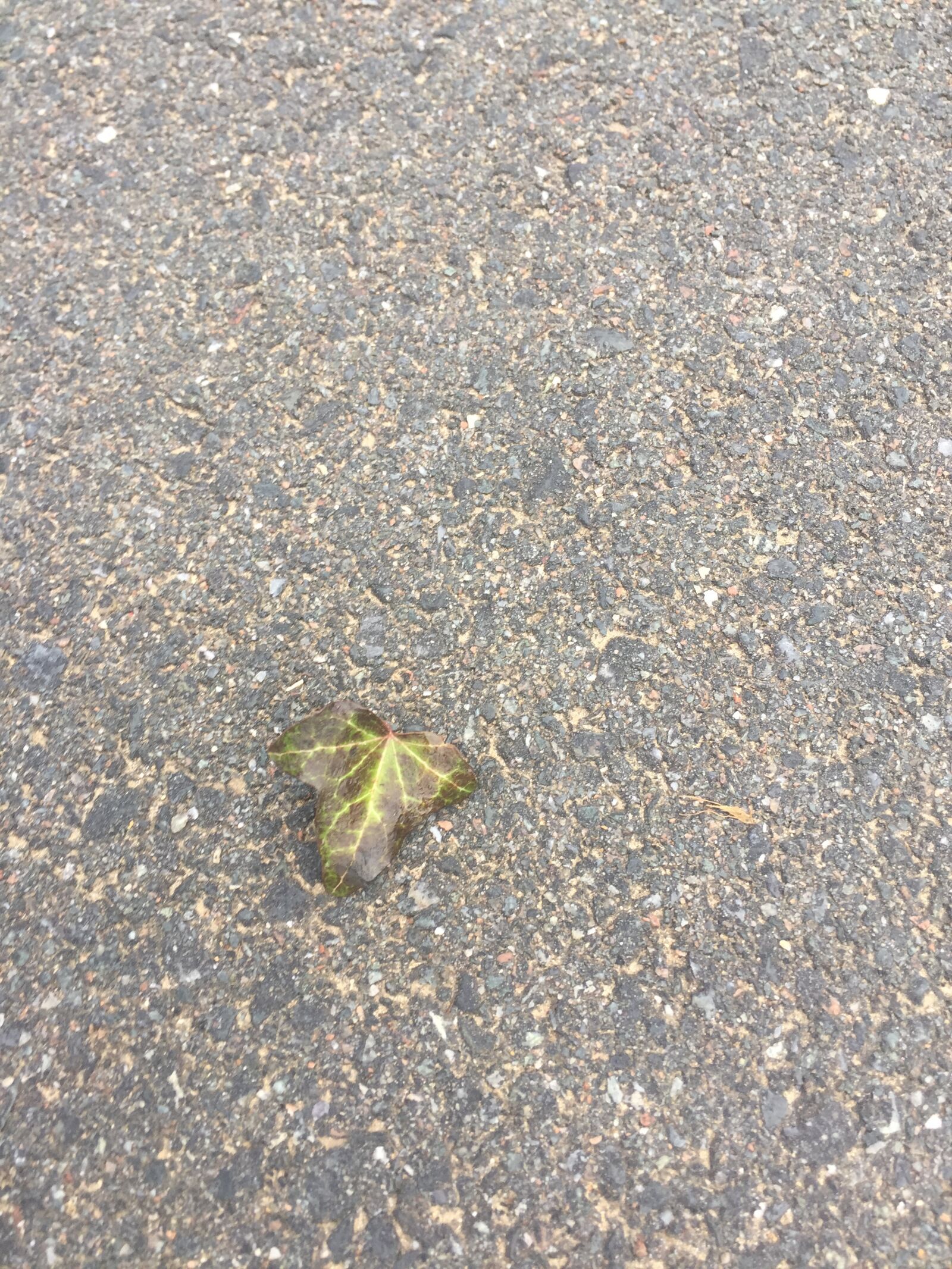 Apple iPhone 6 sample photo. Leaf, pavement, road photography