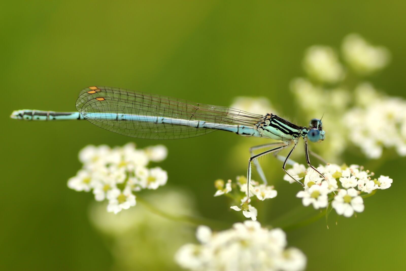 Tamron SP 90mm F2.8 Di VC USD 1:1 Macro sample photo. Spring dragonfly, dragonfly, insect photography