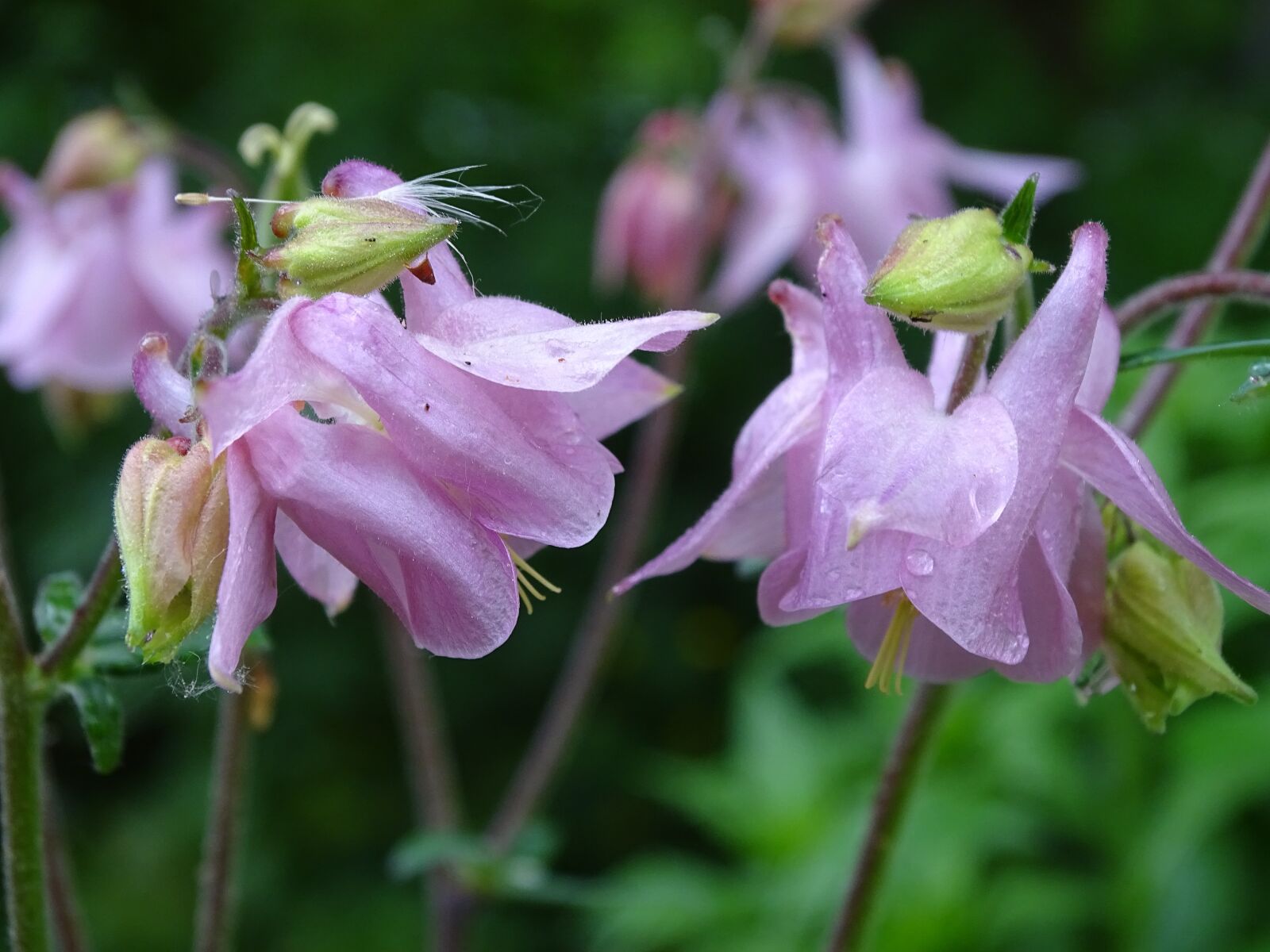 Sony Cyber-shot DSC-HX400V sample photo. Columbine, columbine flower, common photography