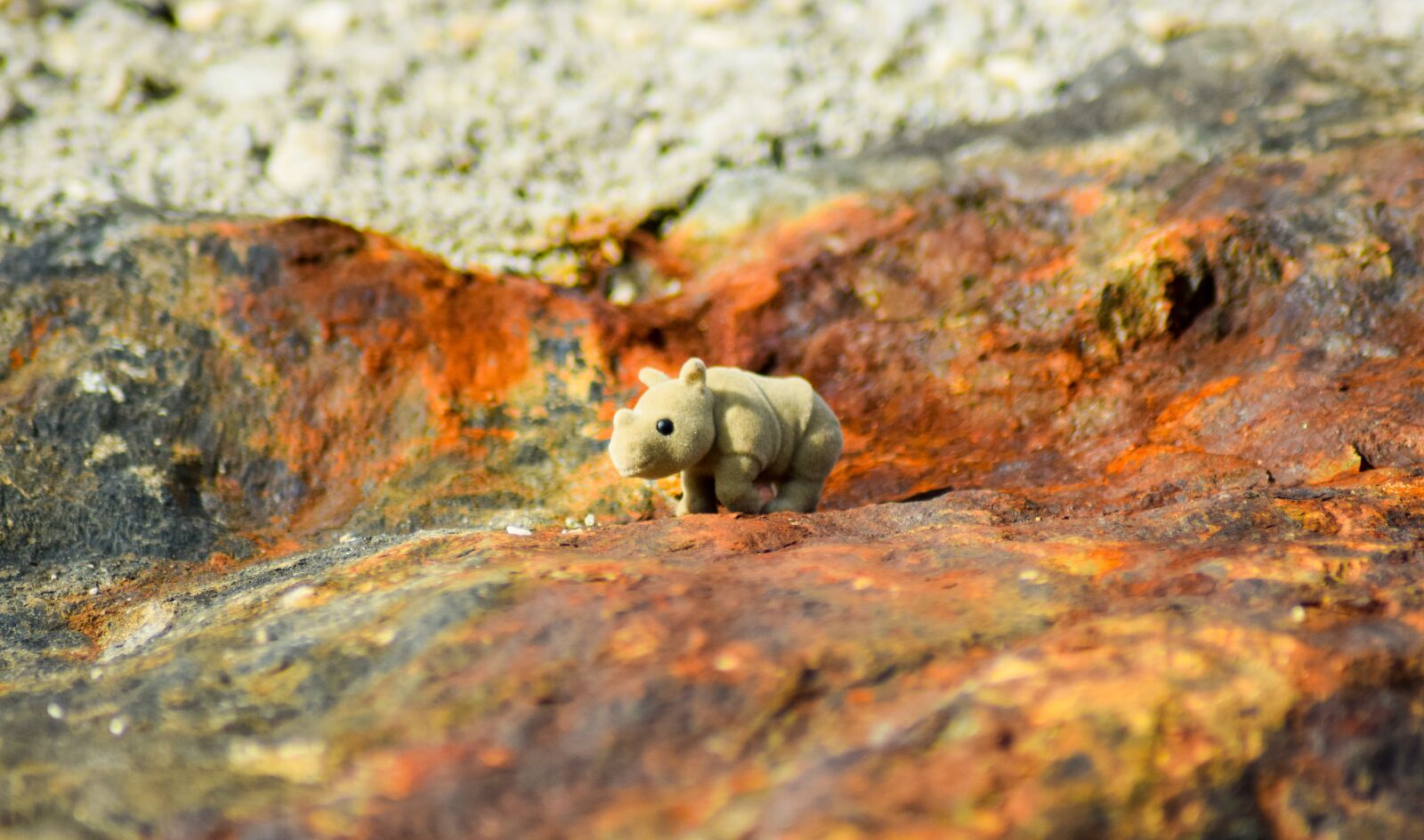 Nikon D5300 sample photo. Rhino, rhinoceros, grey photography