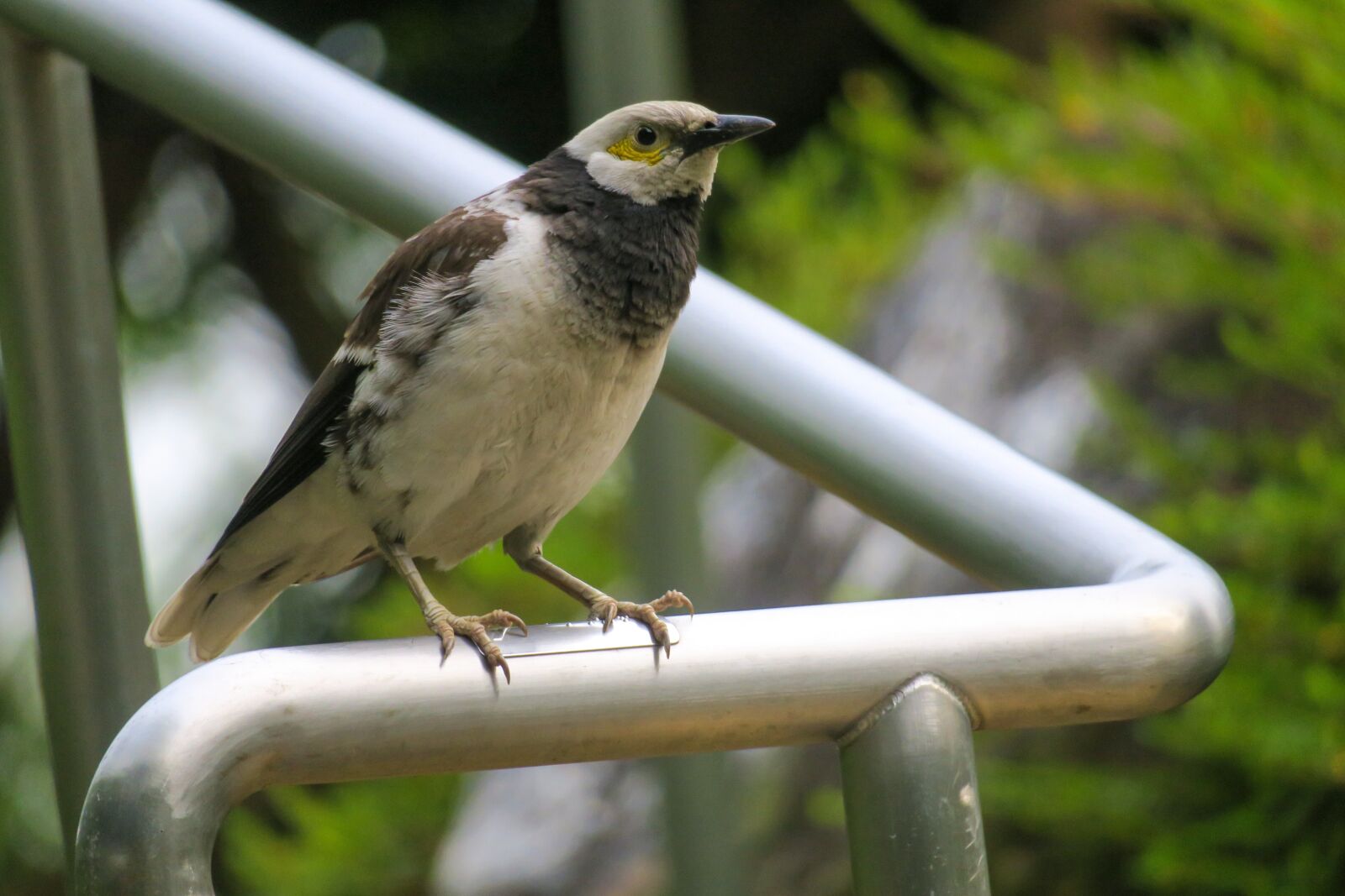 Canon PowerShot G3 X sample photo. 黑领椋鸟, bird, nature photography